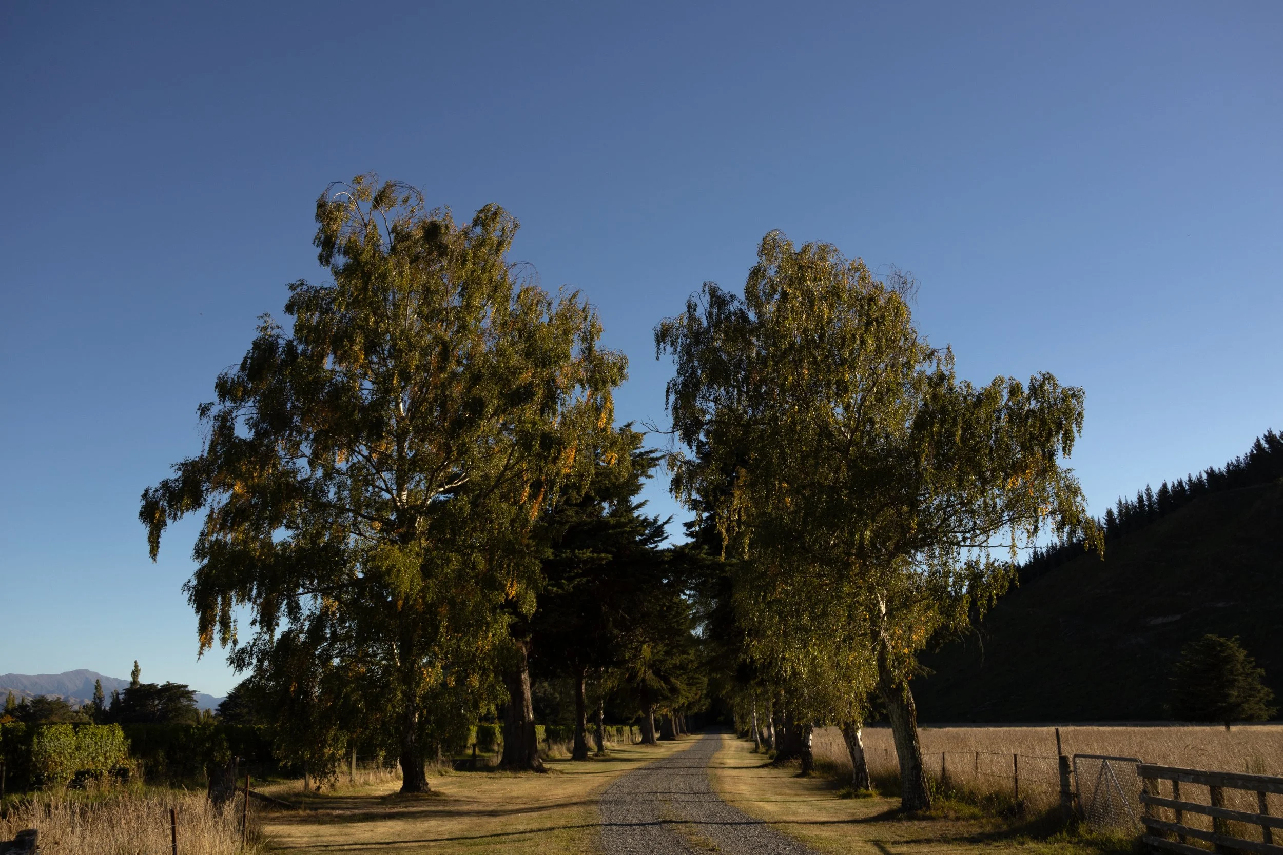 Tree-lined path under a clear Marlborough blue sky with mountains in the distance leading to organic sauvignon blanc vineyards.