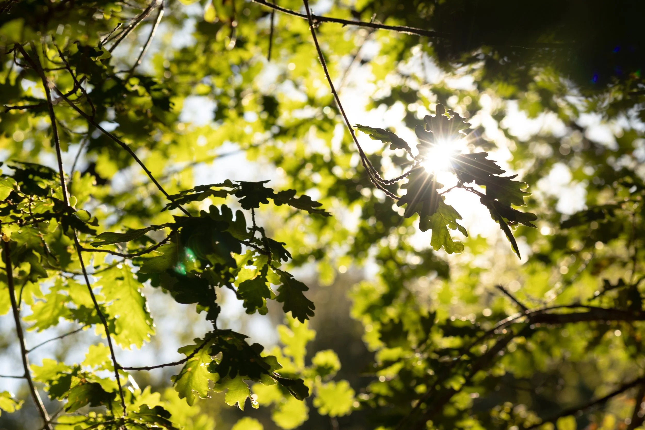 Sunlight filters through green tree leaves during daytime.