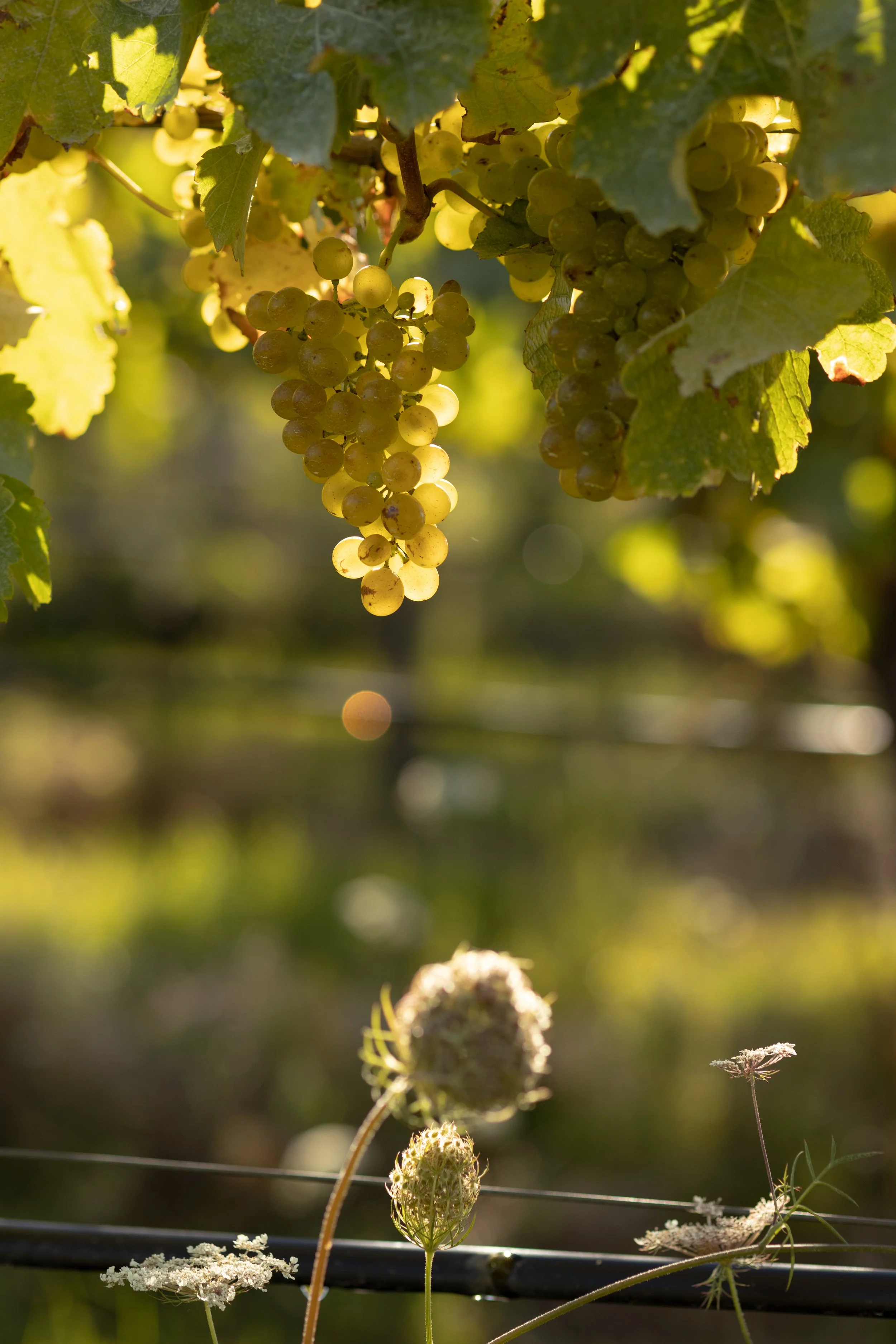 Sauvignon Blanc grapes hanging from a vine surrounded by biodiversity, with sunset sunlight filtering through.