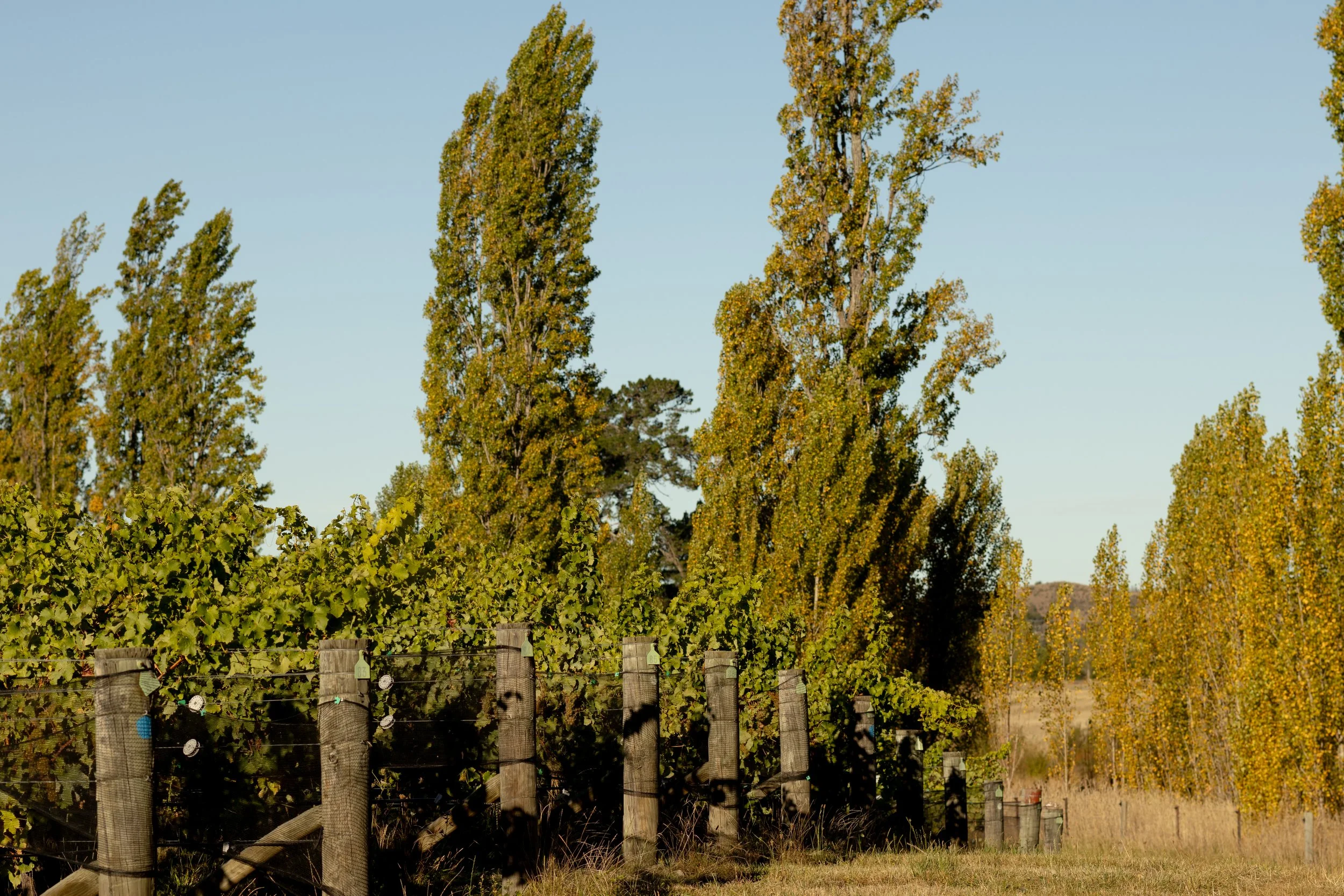 An organic vineyard in New Zealand pictured midsummer, set against tall trees with under a clear blue Marlborough sky.