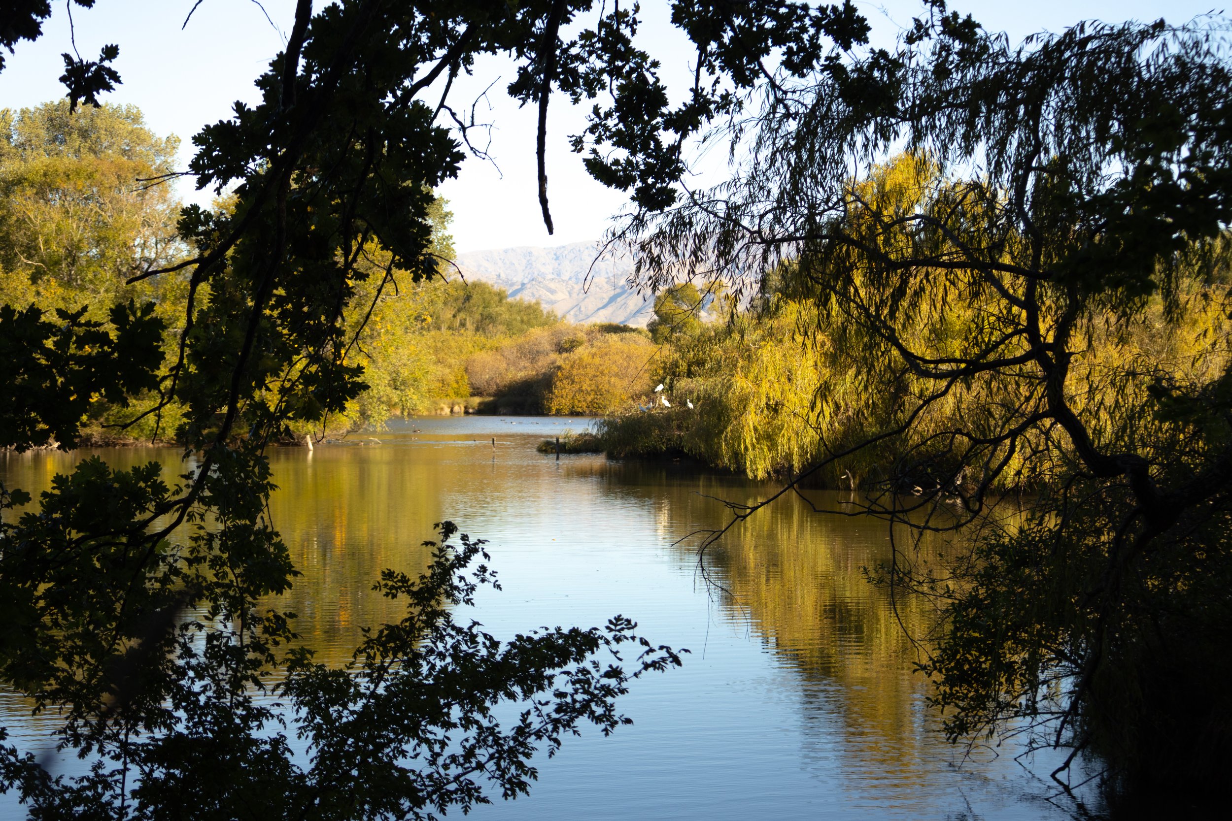 A peaceful river scene surrounded by green trees with Marlborough mountains in the background, viewed through overhanging branches.