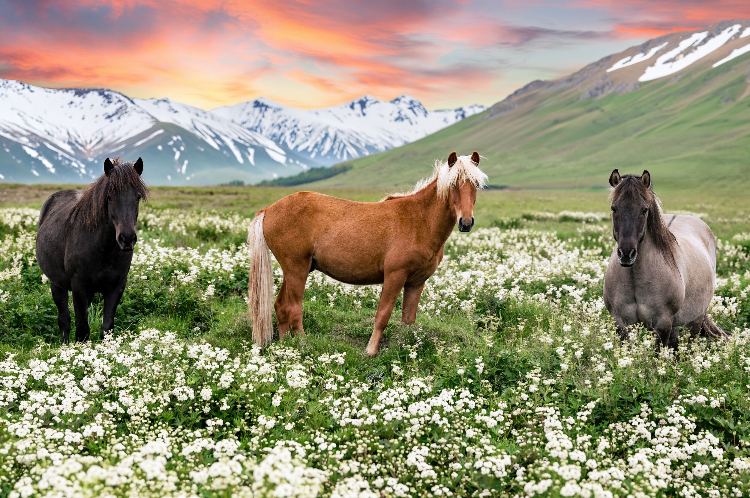 Three horse in the mountains.jpg