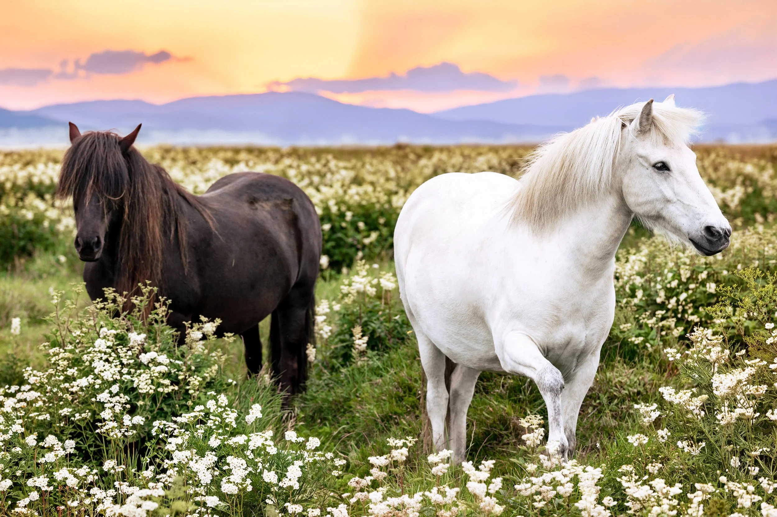 Sunset White and Brown Horses.jpg
