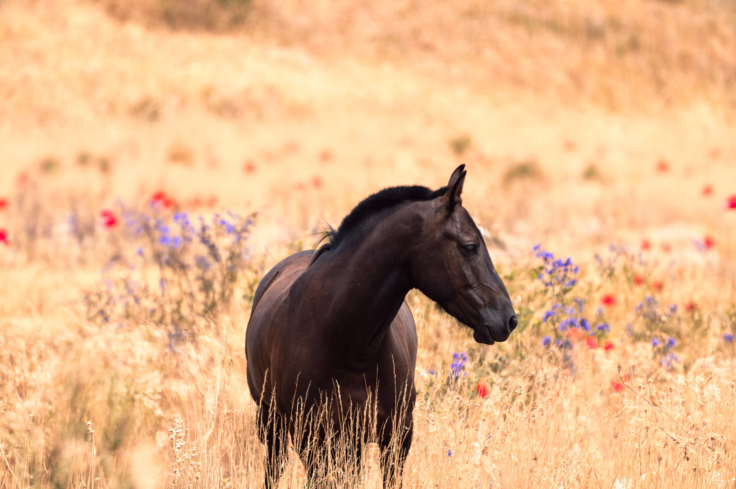 Dark Bay Horse in the flower field.jpg