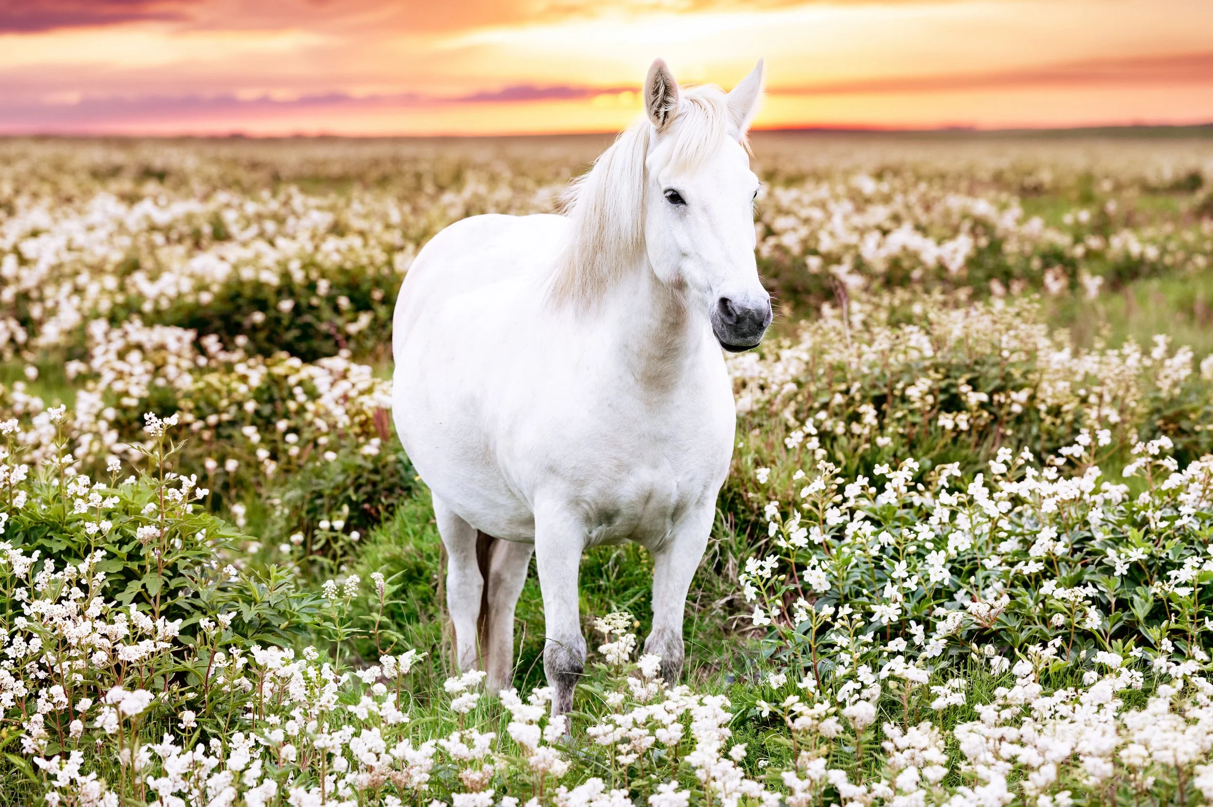 Sunset White Mare.jpg