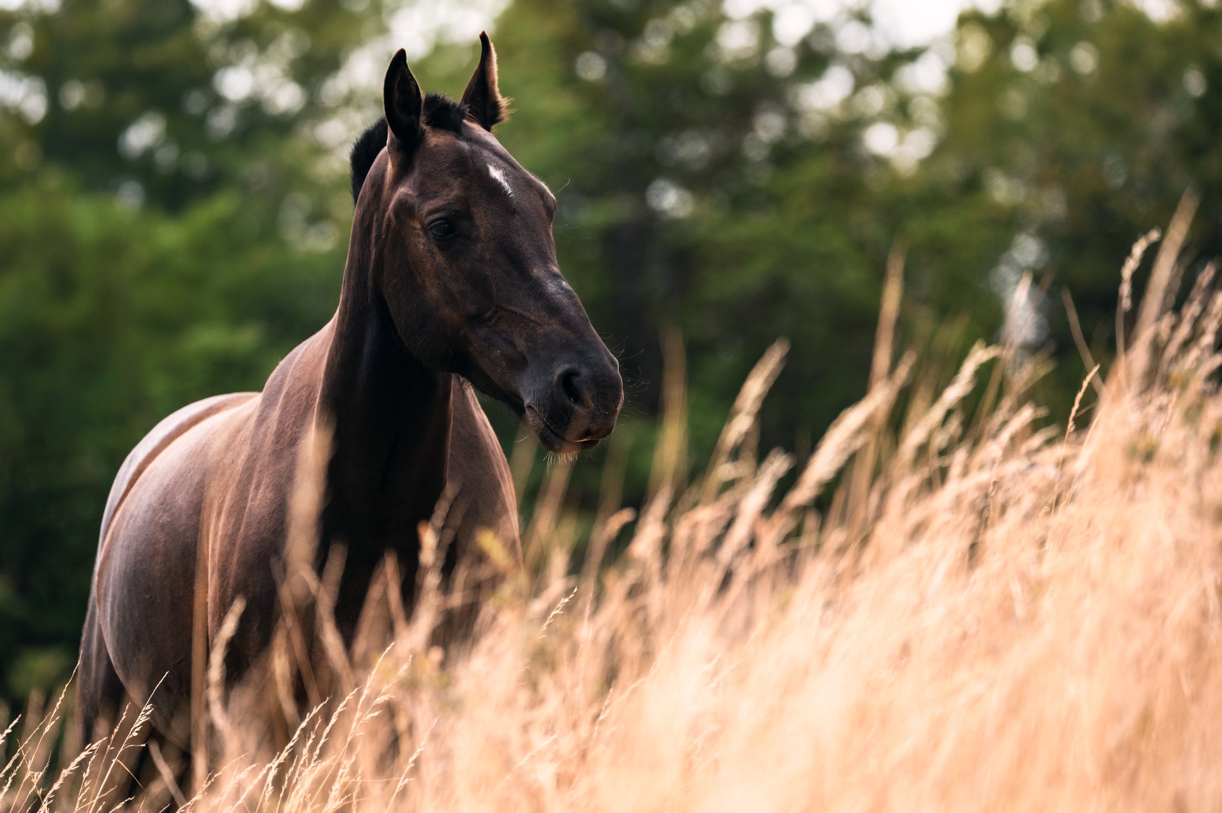 Dark Bay Horse in the field.jpg