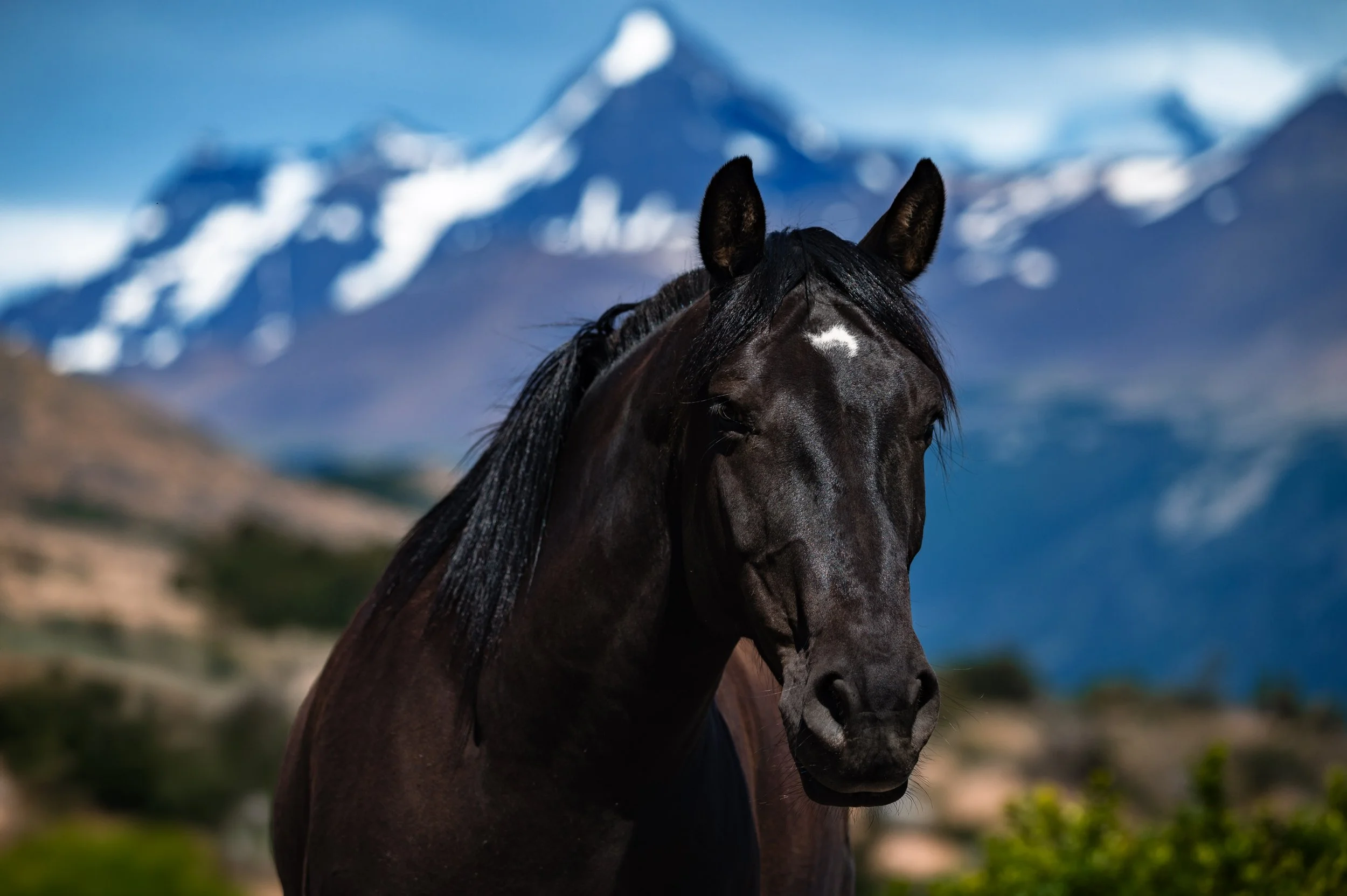 Black Horse with a star.jpg