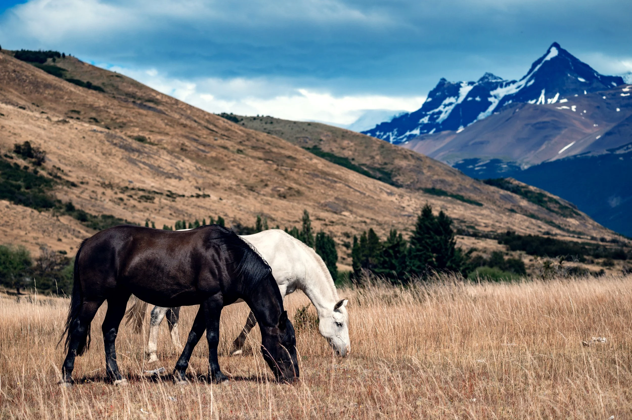 Black and White Horses grazing.jpg