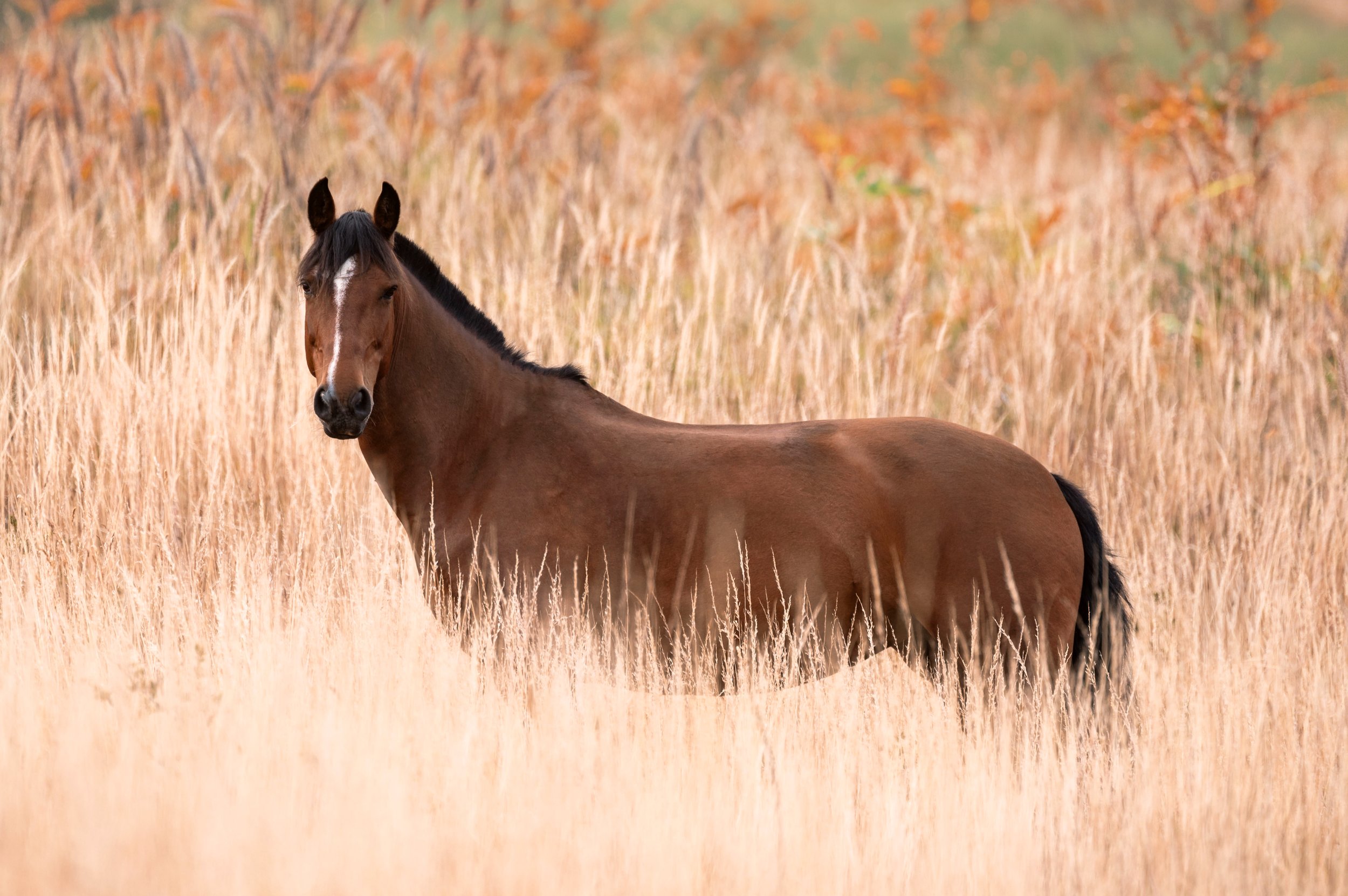 Chestnut Mare in the filed with orange flowers.jpg