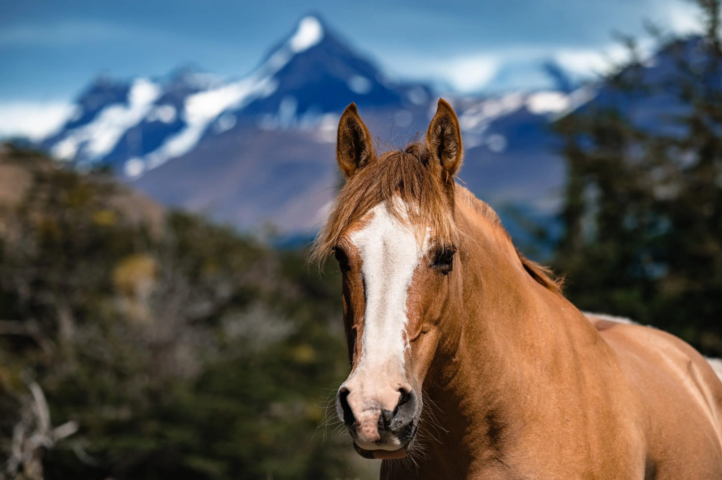 Chestnut Horse in the mountains.jpg