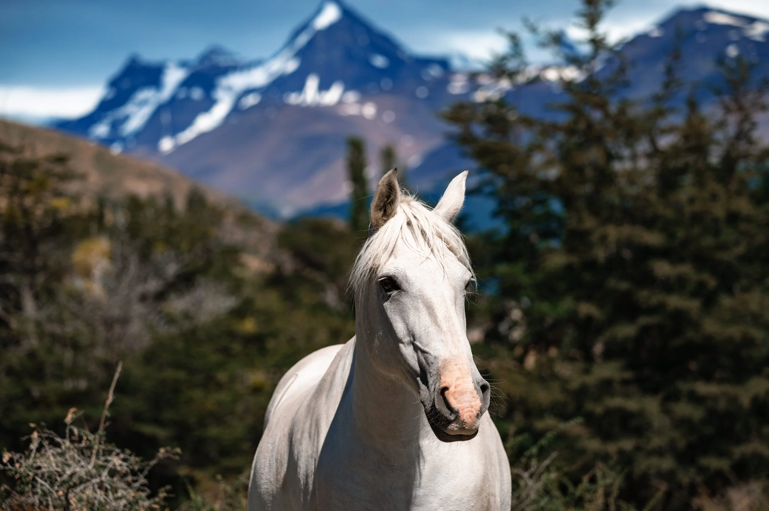 White Horse in the mountains.jpg