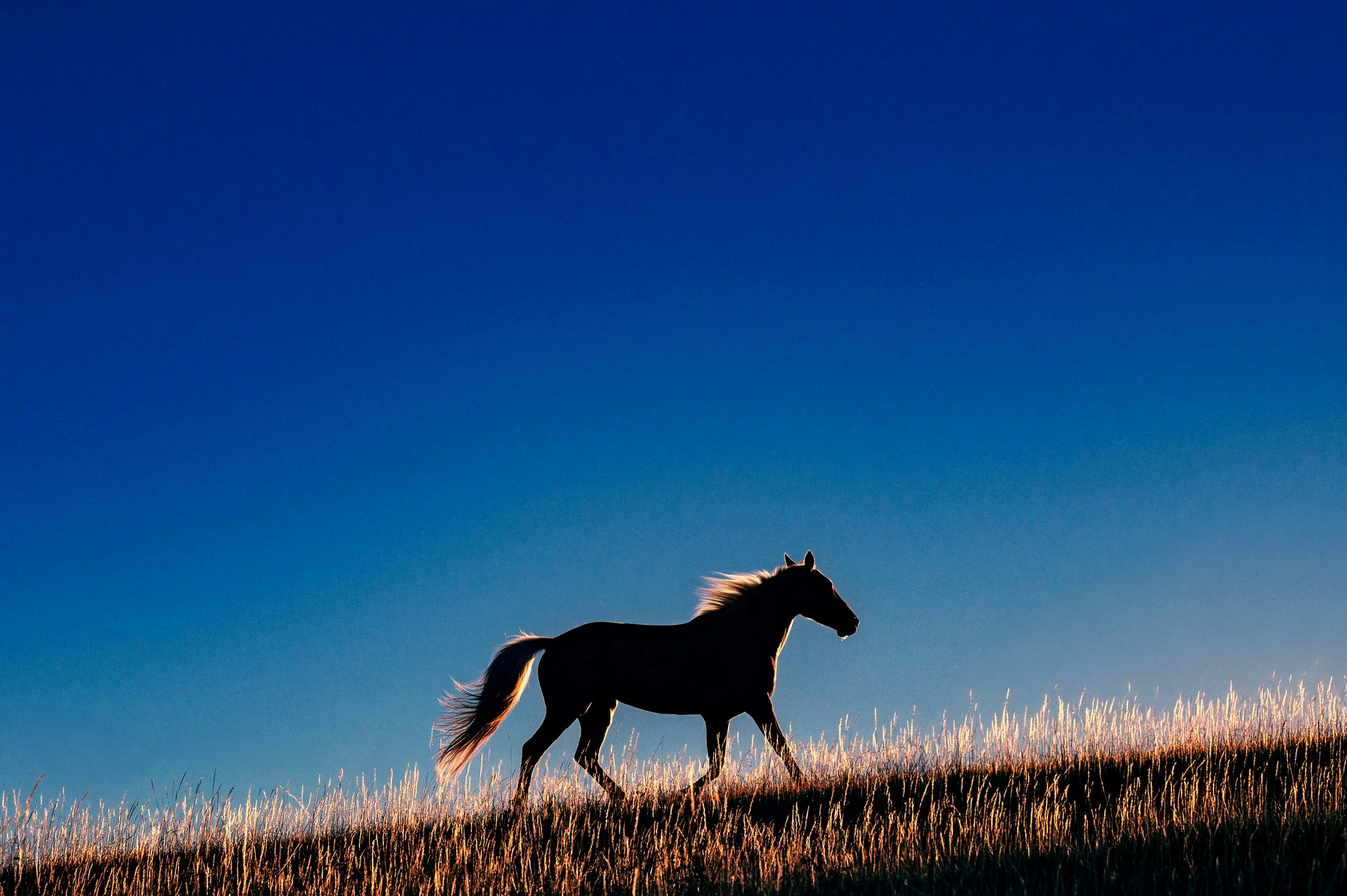 Golden Horse at the sunrise.jpg