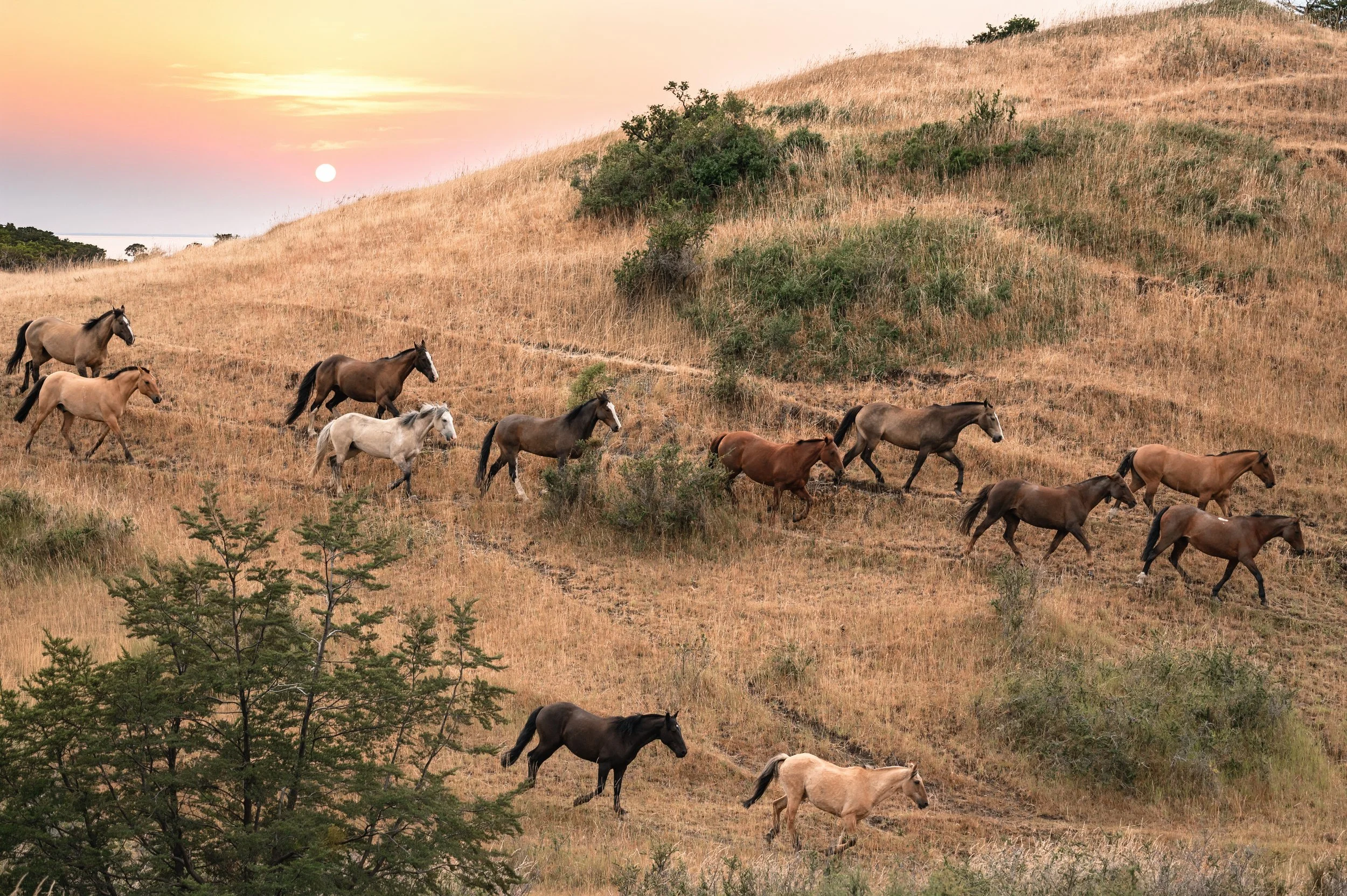 Running herd at the hill.jpg