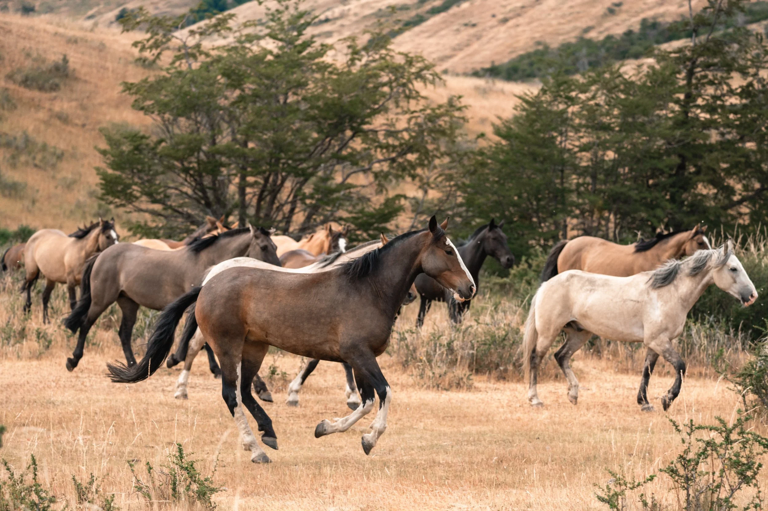 Running herd in the field.jpg