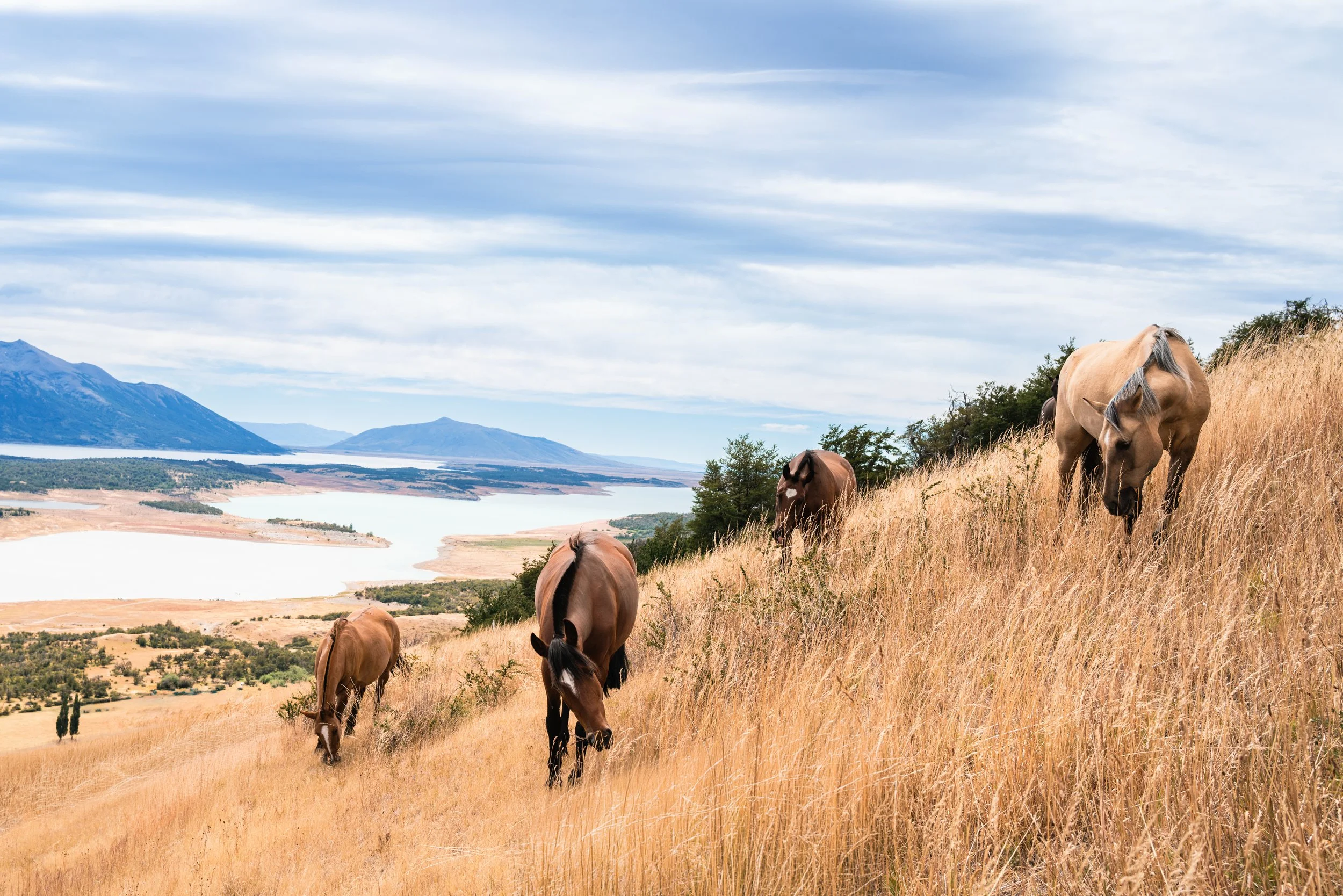 Chestnut Horses on the hill.jpg
