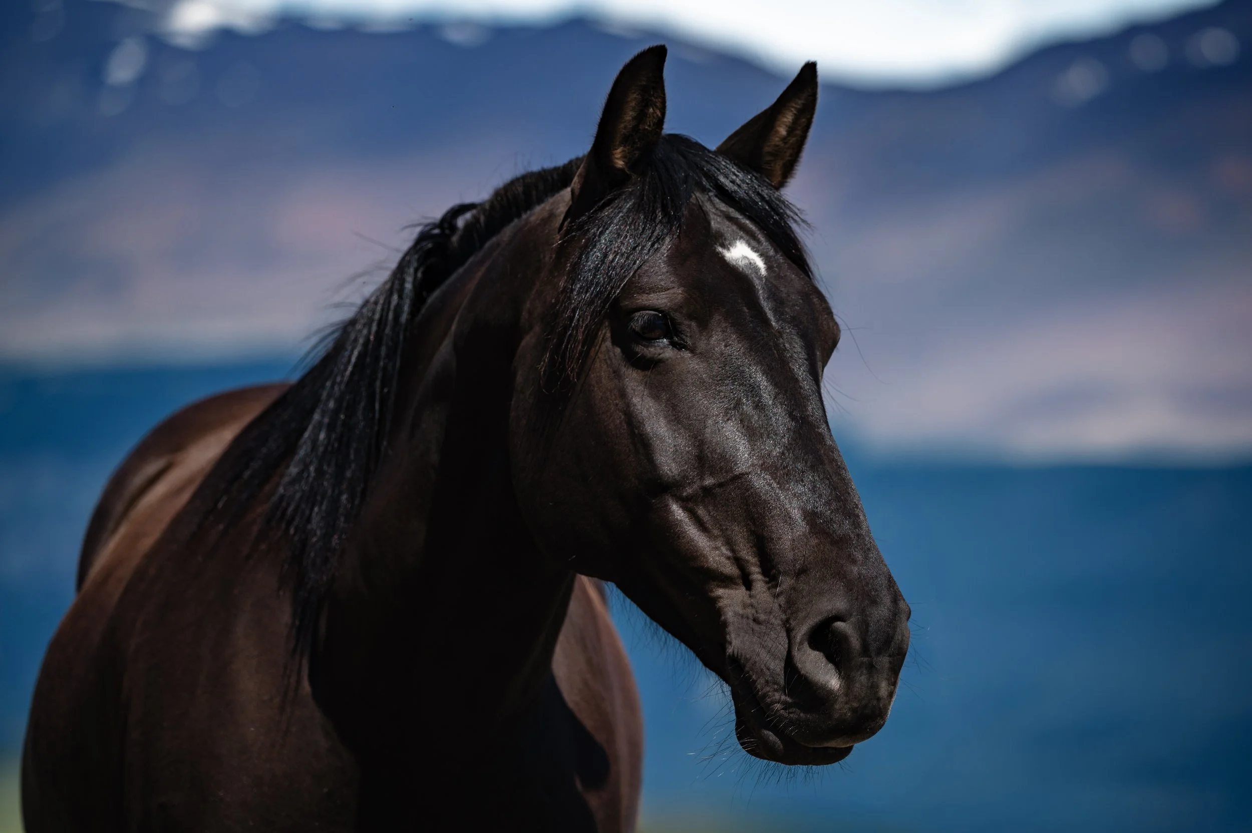 Dark Bay Horse at the Lake.jpg