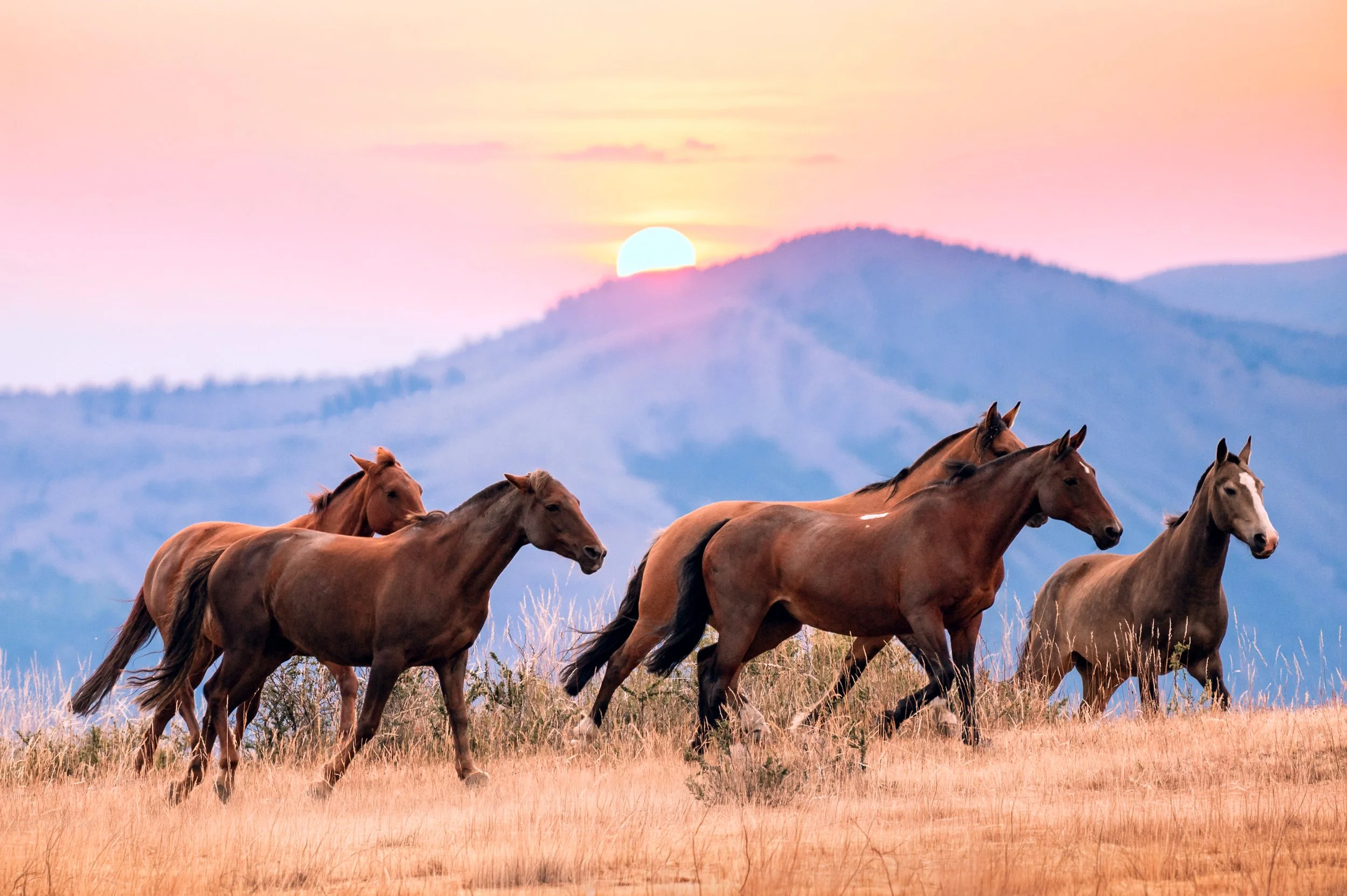 Running horses at the sunrise.jpg