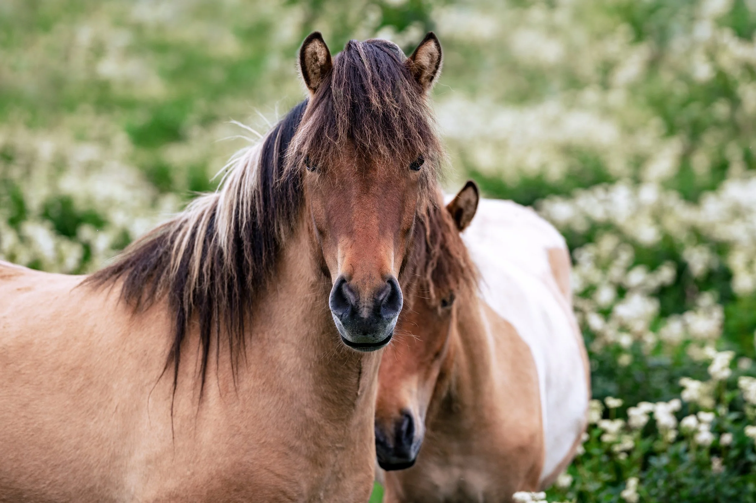 Brown mare with a foal.jpg