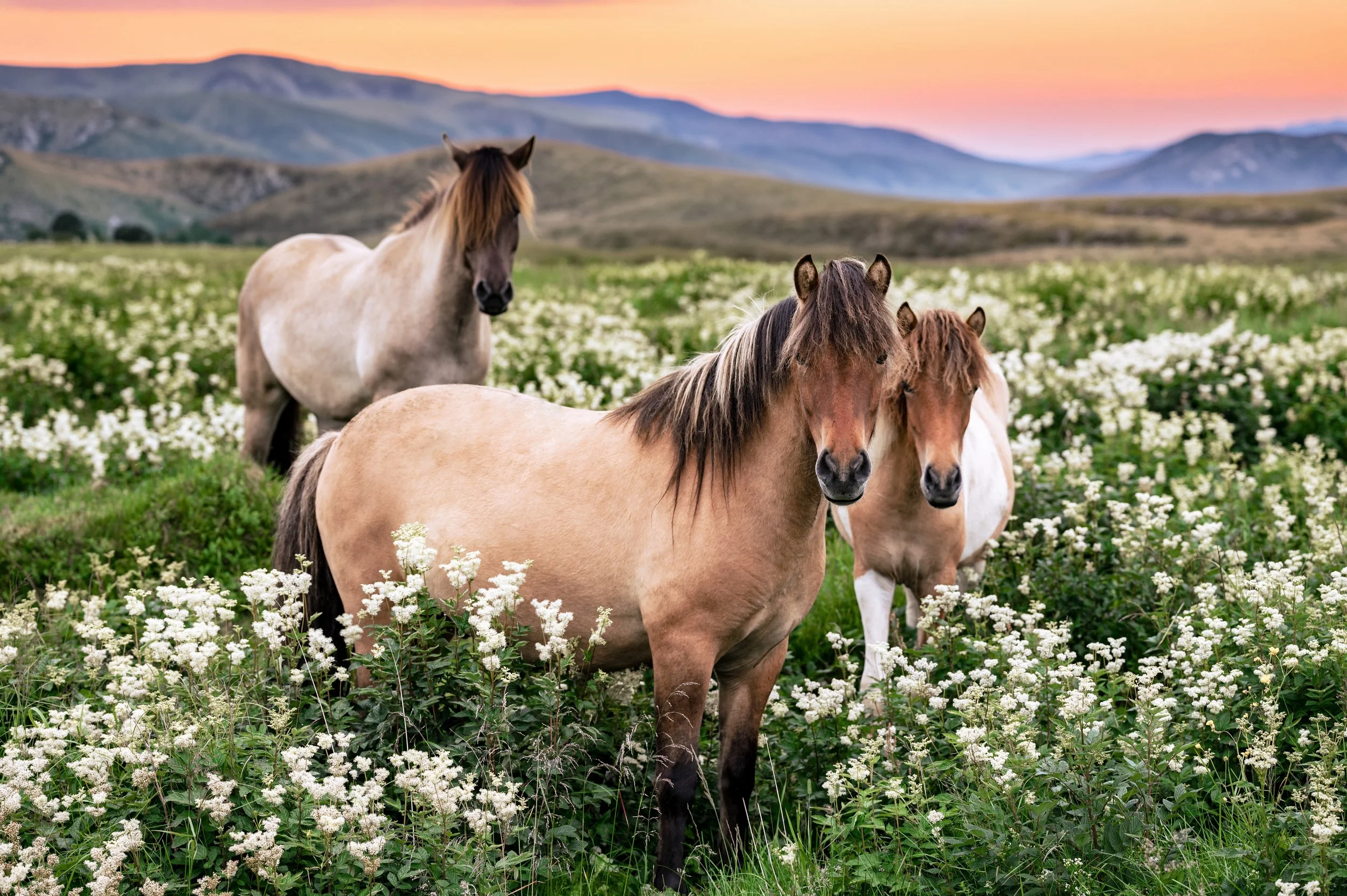 Golden Meadow