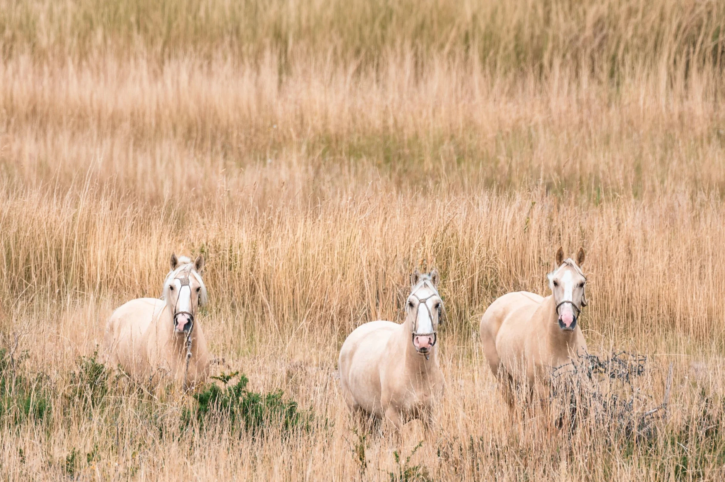 Three palomino horses in the field.jpg
