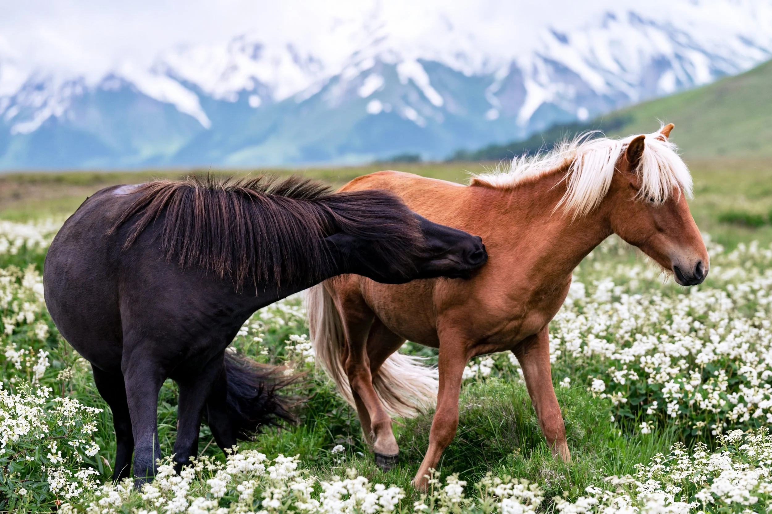 Wild Affection
