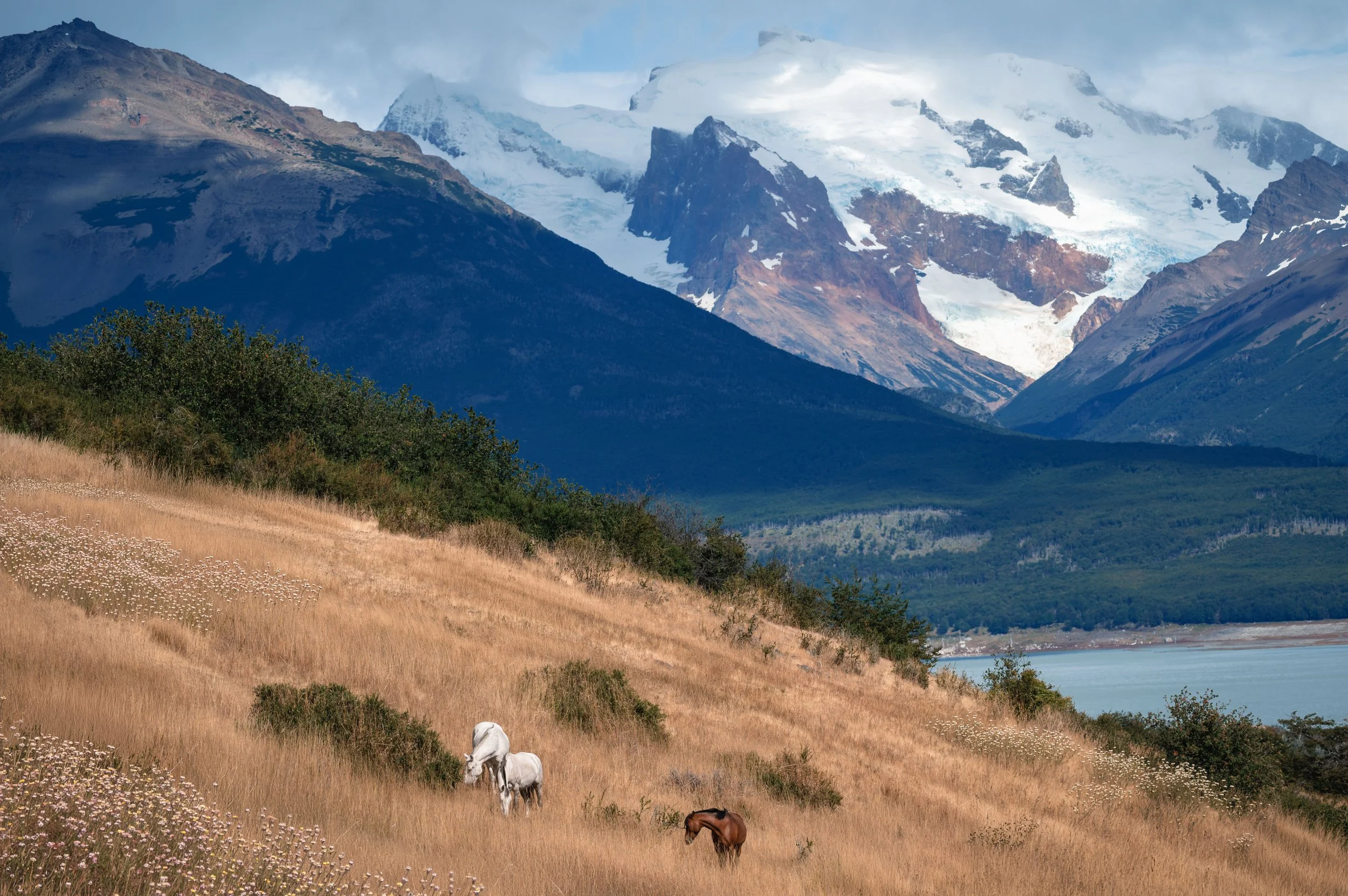 Two white and one chestnut horses in the mountains.jpg