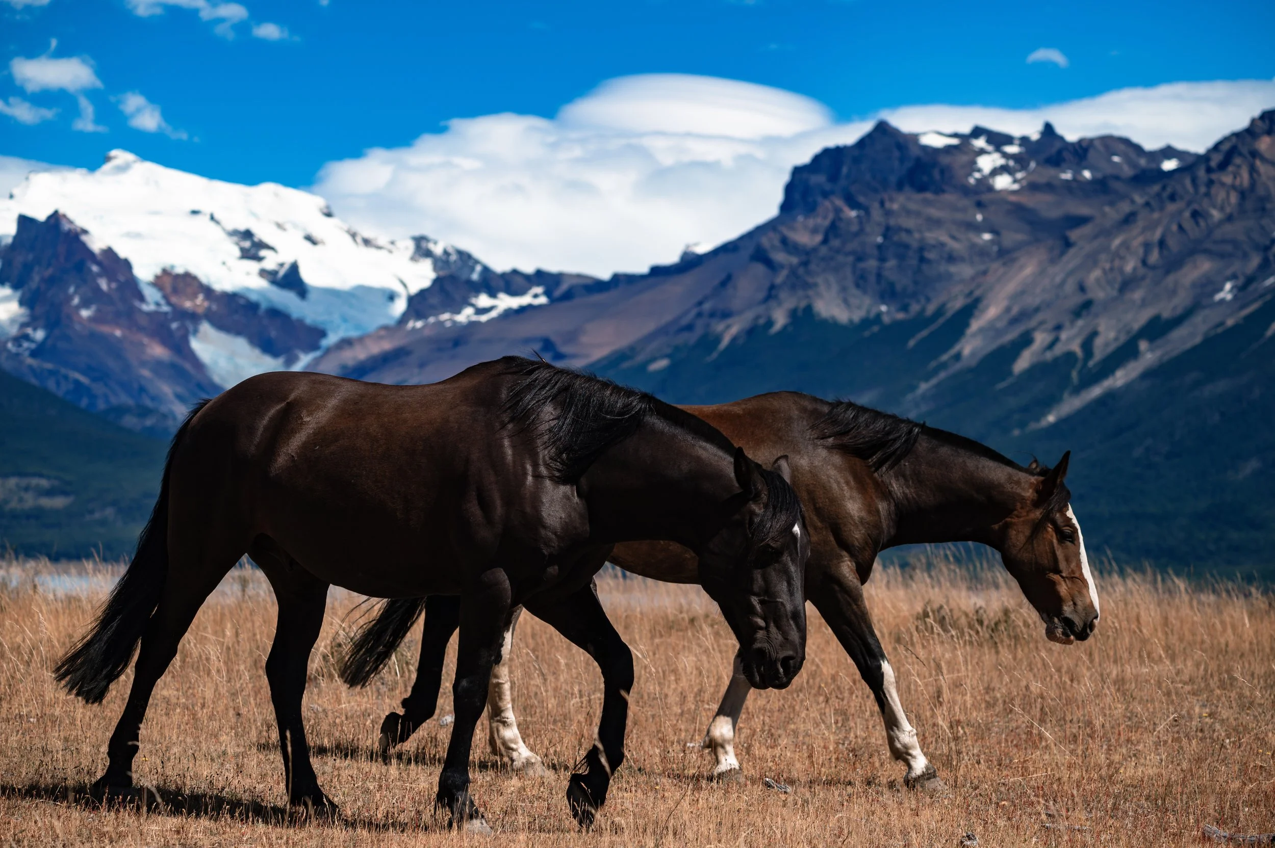 Two dark horse in the mountains.jpg