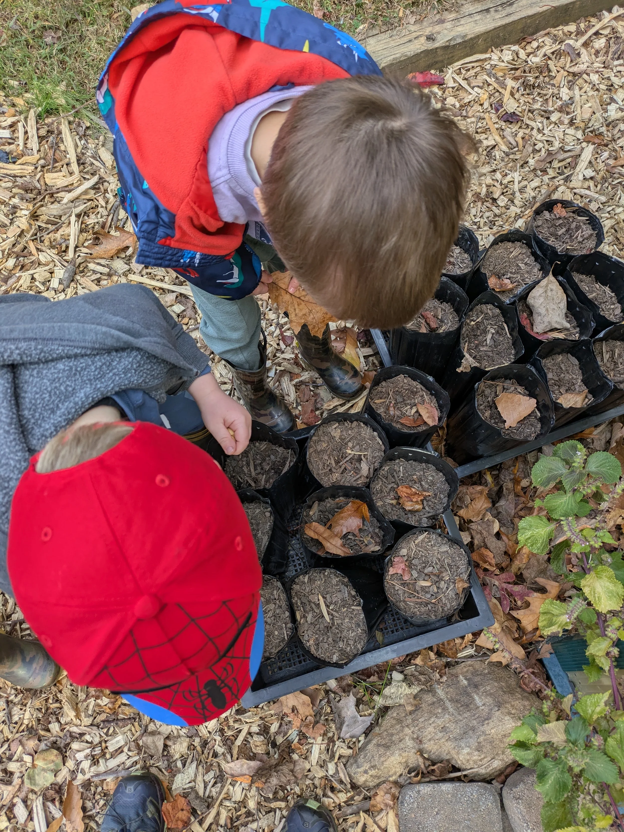 Children planting bulbs in seedling containers outdoors, with fallen leaves on the ground.