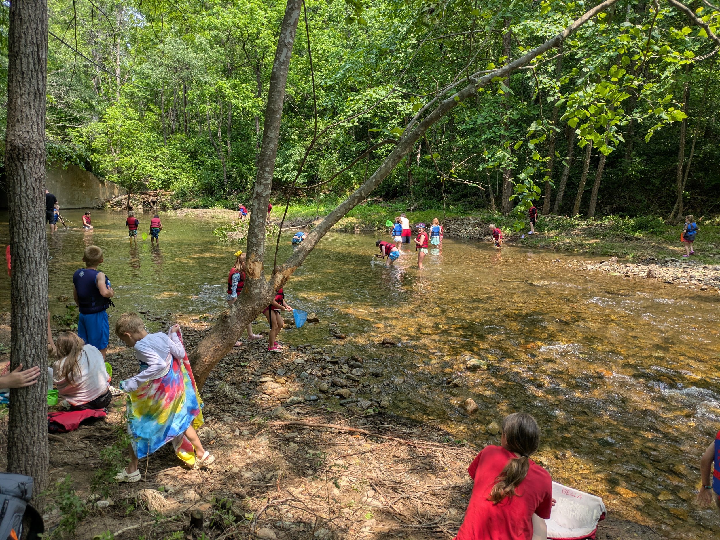 Children and adults playing in a shallow creek in a lush, green forest during daytime.