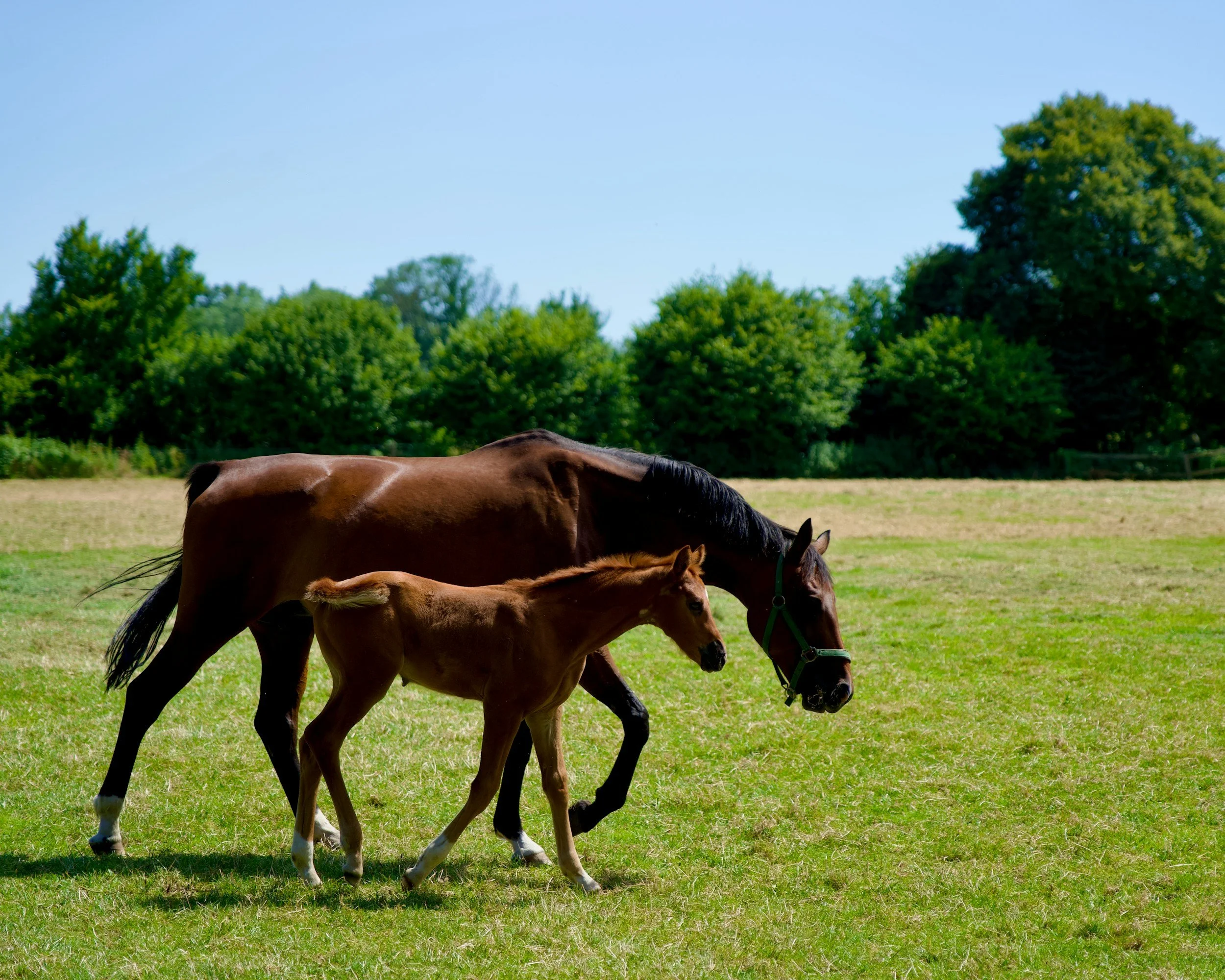 A brown mare and her foal walking on a grassy field.