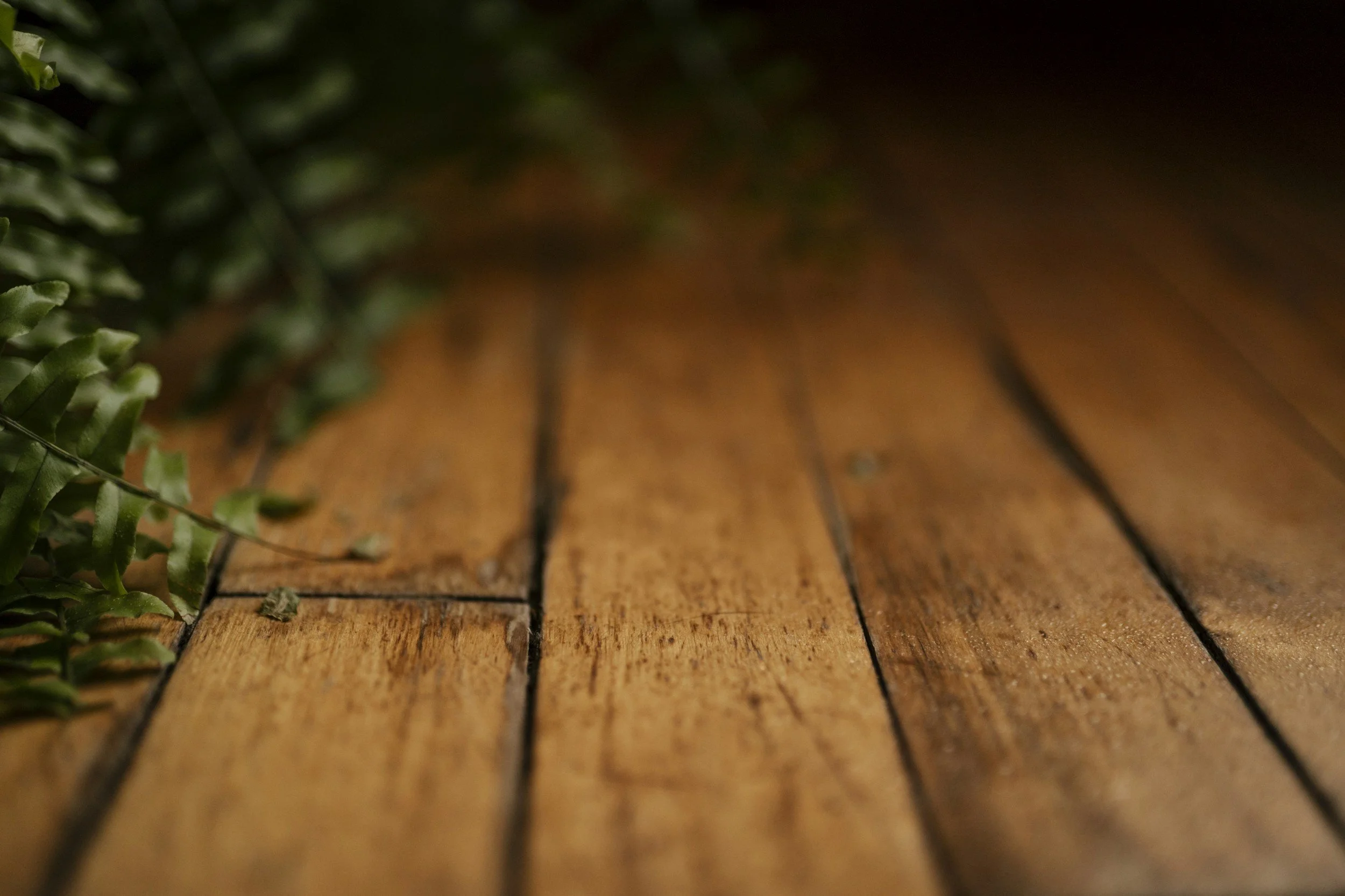 Close-up of a wooden floor with some greenery on the left side.