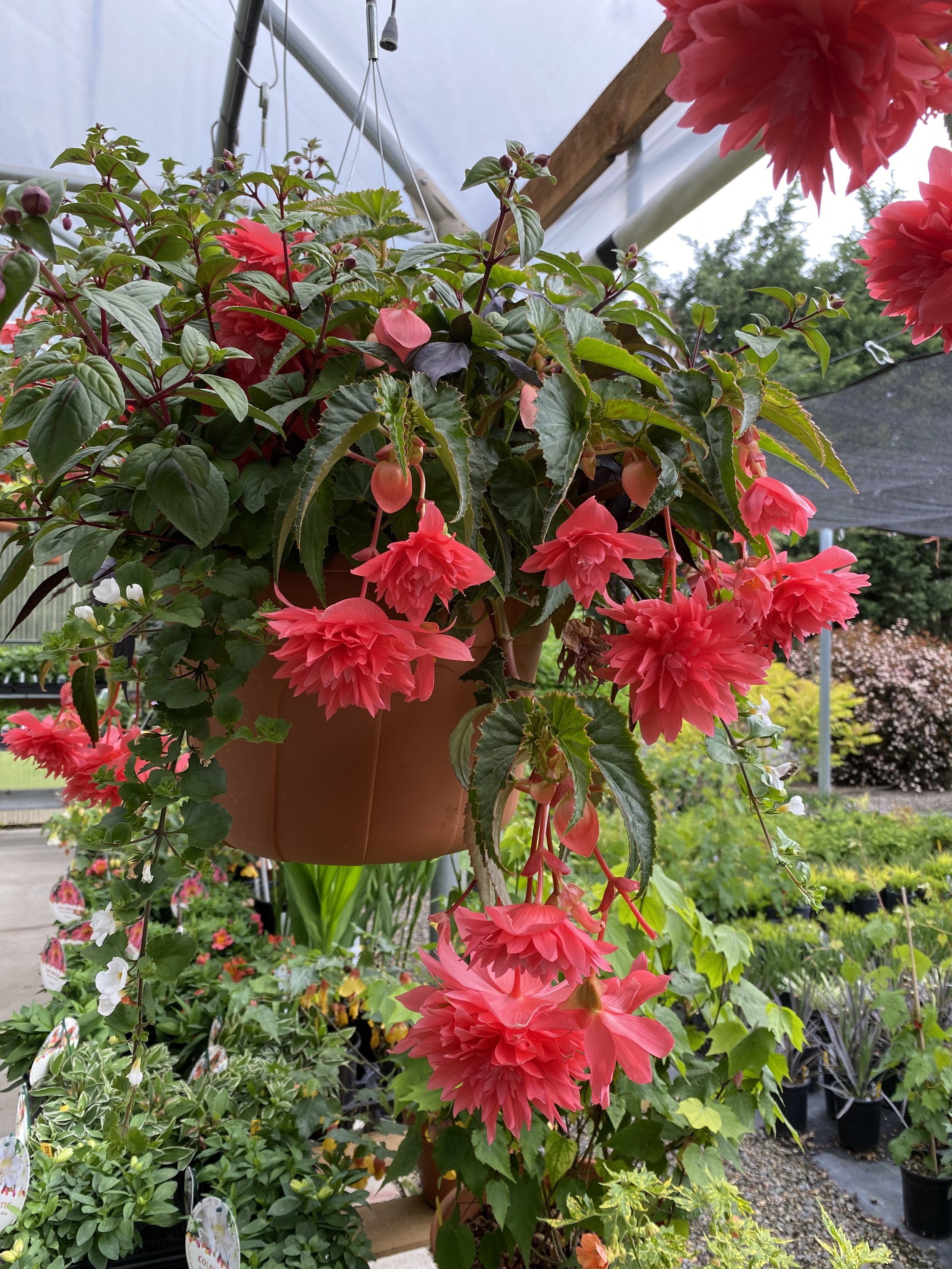 NM_HangingBasket3.jpg