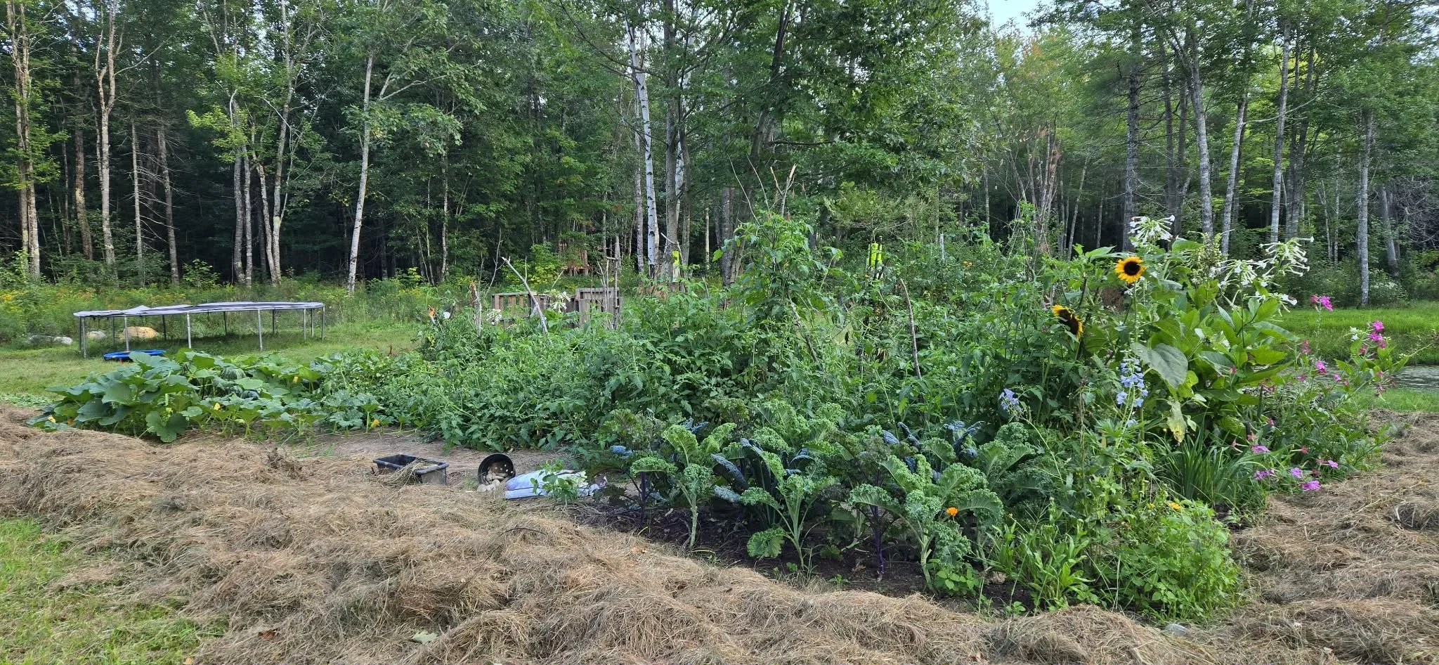 A lush vegetable garden with sunflowers, leafy greens, and other plants, surrounded by a grassy field and woods.
