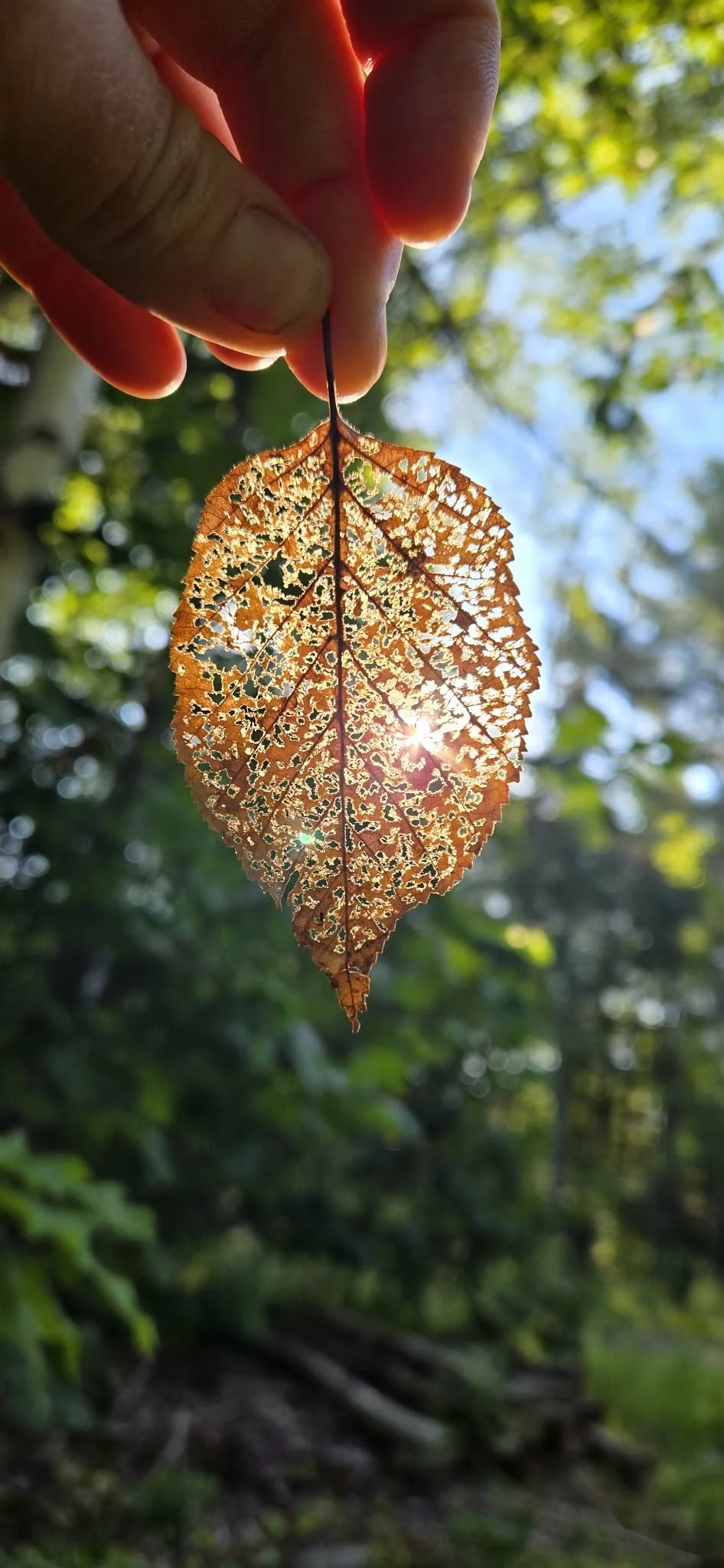 A person's hand holding a delicate, skeletal brown leaf with sunlight shining through it, against a background of green trees and blue sky.