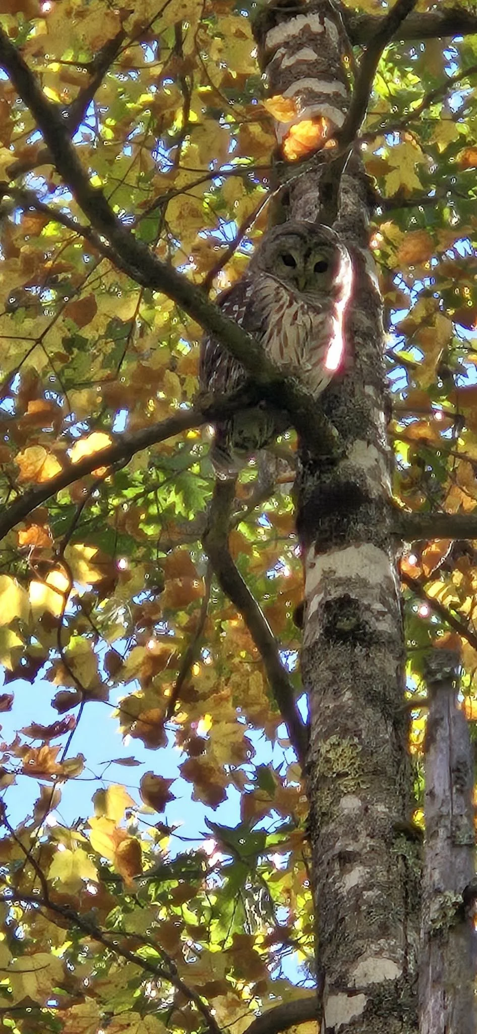 A large owl perched on a branch of a tree with yellow and green leaves, looking directly at the camera.