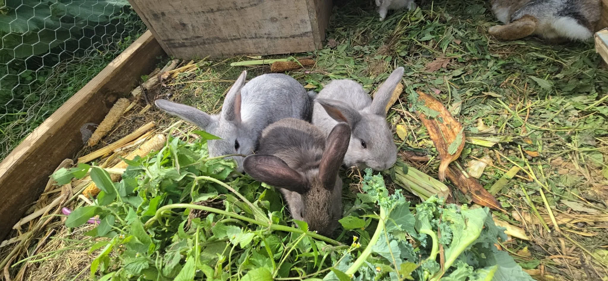 Four rabbits, varying in color from gray to brown, are gathered together eating greens and hay in a fenced outdoor enclosure with wood and wire fencing.