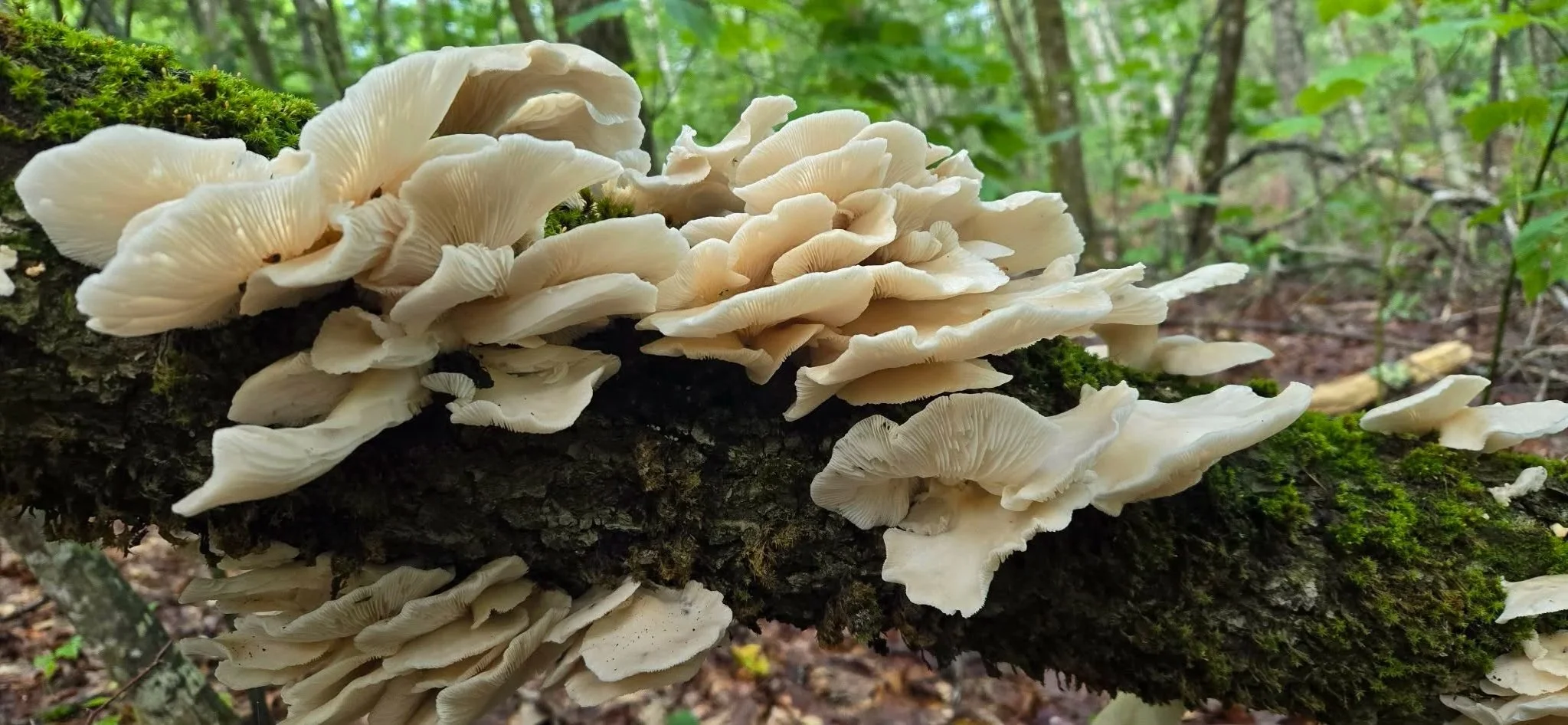 Cluster of white mushrooms growing on a moss-covered fallen tree trunk in a forest.