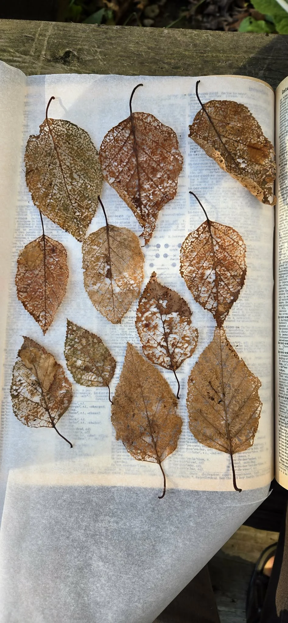 Pressed autumn leaves with skeletal structure laid out on open book pages, outdoors on a wooden surface.