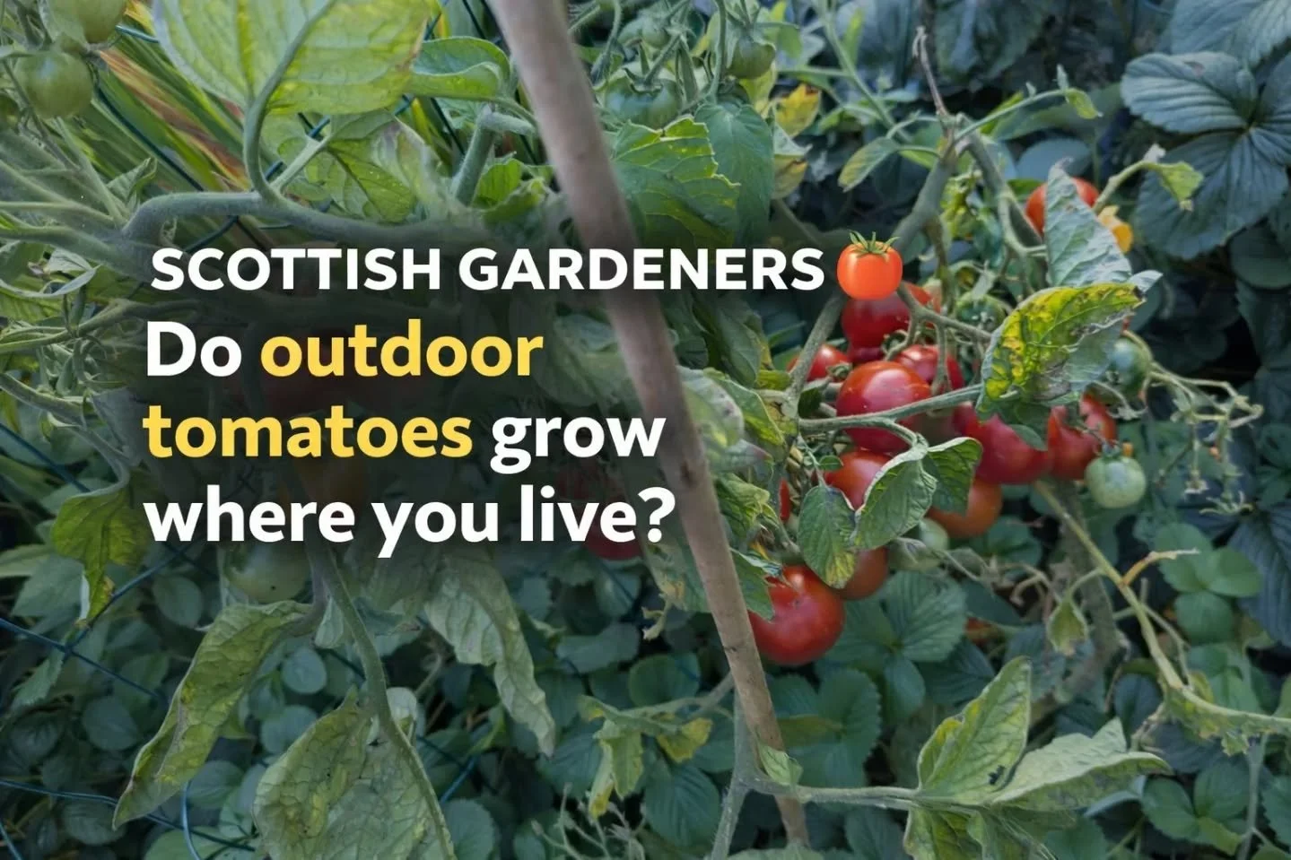Tomato sowing season in Scotland 🍅
but do yours grow outdoors?

#GrowWhere
#ScottishGardeners
#GetGrowingScotland
#GrowYourOwnScotland
#TomatoGrowing