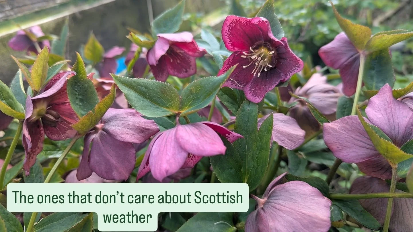 These have just been quietly getting on with it&hellip;

Frost? Wind? Doesn&rsquo;t matter 🌸

Hellebores might be one of the most underrated plants for Scottish gardens

What&rsquo;s flowering where you are right now? 👀🌱

#getgrowingscotland
#grow