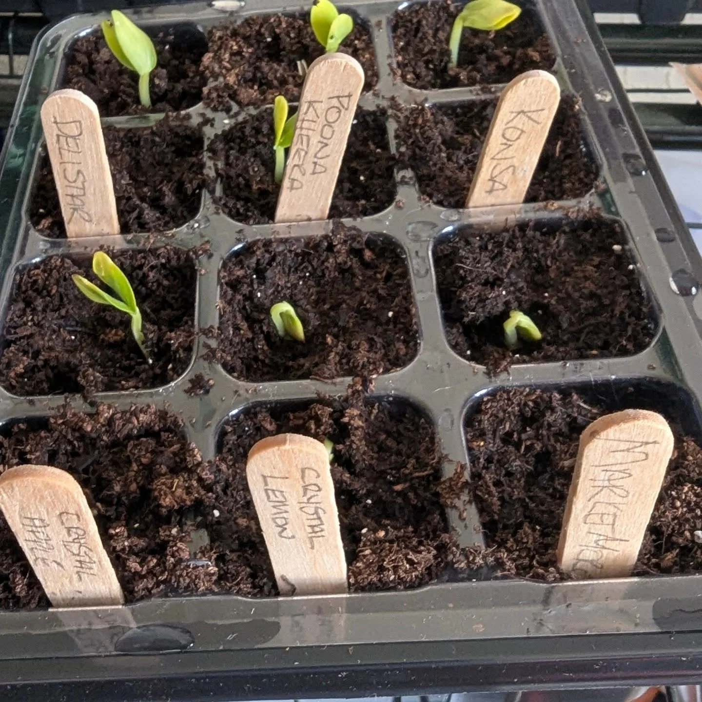 5 days. That&rsquo;s all it took 👀🌱

Cucumbers sown on 14th April&hellip; already germinating by the 19th 🙌

📍 Scotland grow
🏡 Started indoors (windowsill)
🌡️ Temps around 18&ndash;20&deg;C
⏱️ Germination: 5 days

Testing a few different variet