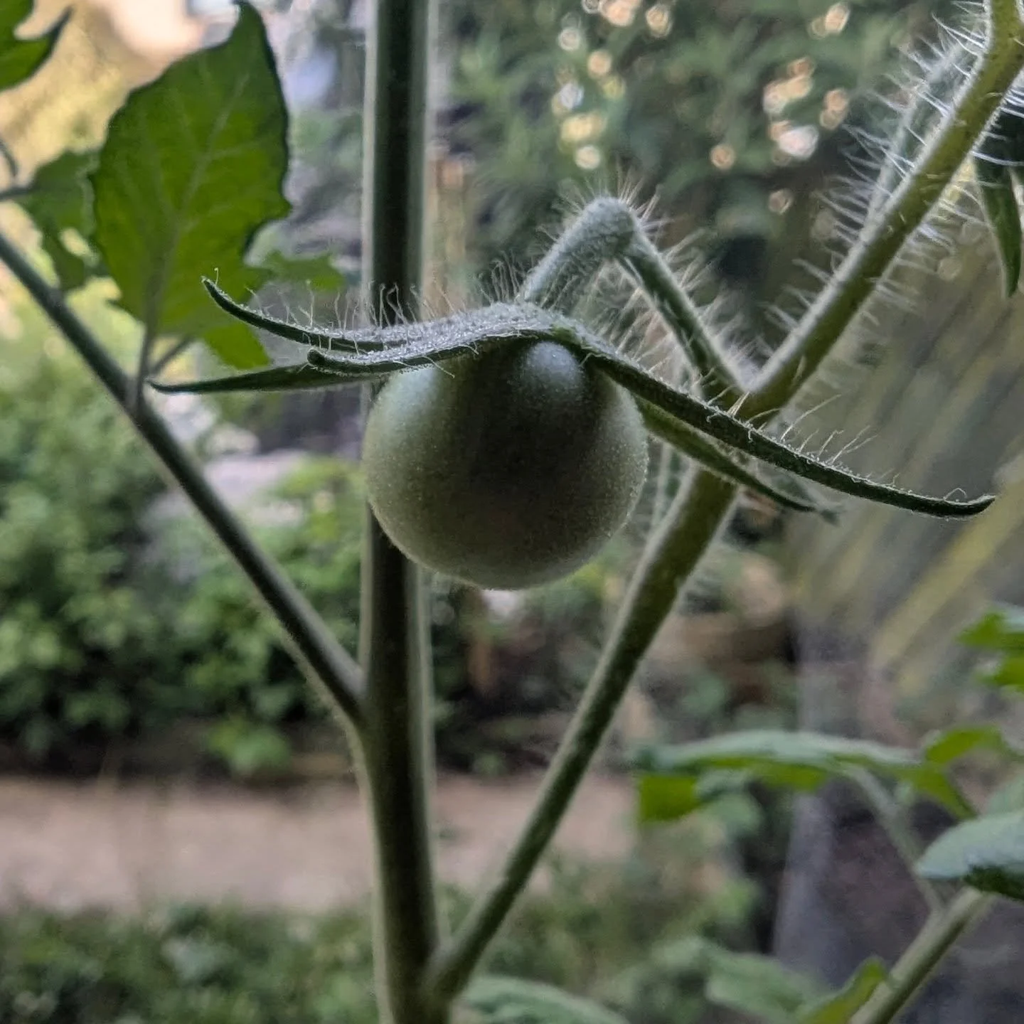 Tiny tomato alert 🍅🥹

My first tomato is finally forming on my Shirley F1!

Such a small thing but honestly one of the best feelings when growing your own &mdash; seeing that first little fruit appear and knowing the plant&rsquo;s officially doing 