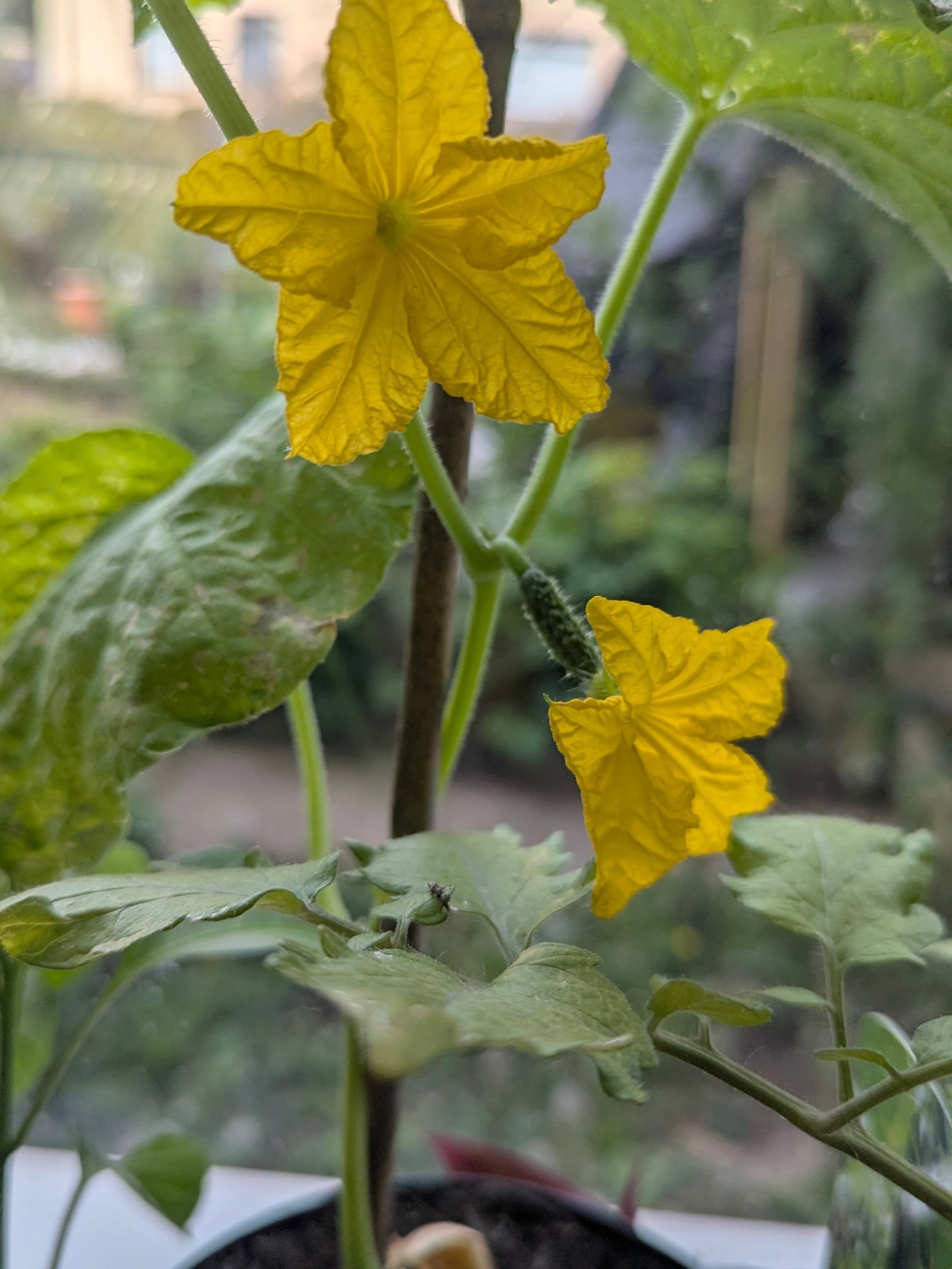 The cucumbers have officially started flowering 🌼🥒

Now comes the classic Scottish grower problem&hellip; the plants are ready, but the nighttime greenhouse temperatures still haven&rsquo;t got the memo 😅

Come on Scotland, just a few warmer night