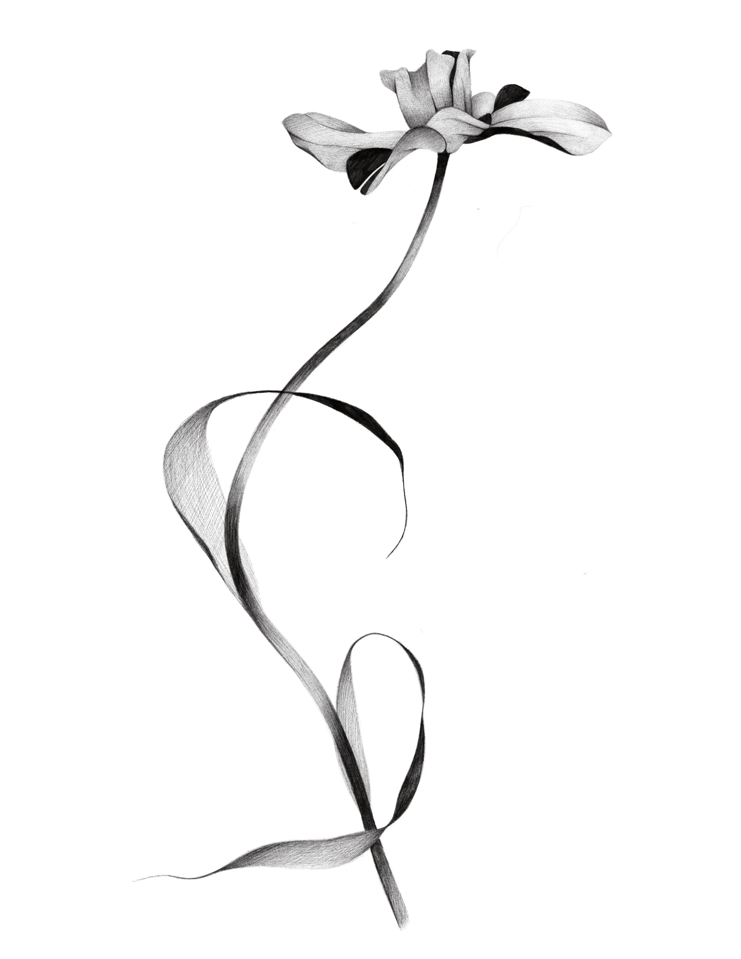 daffodil - 1
 12in min