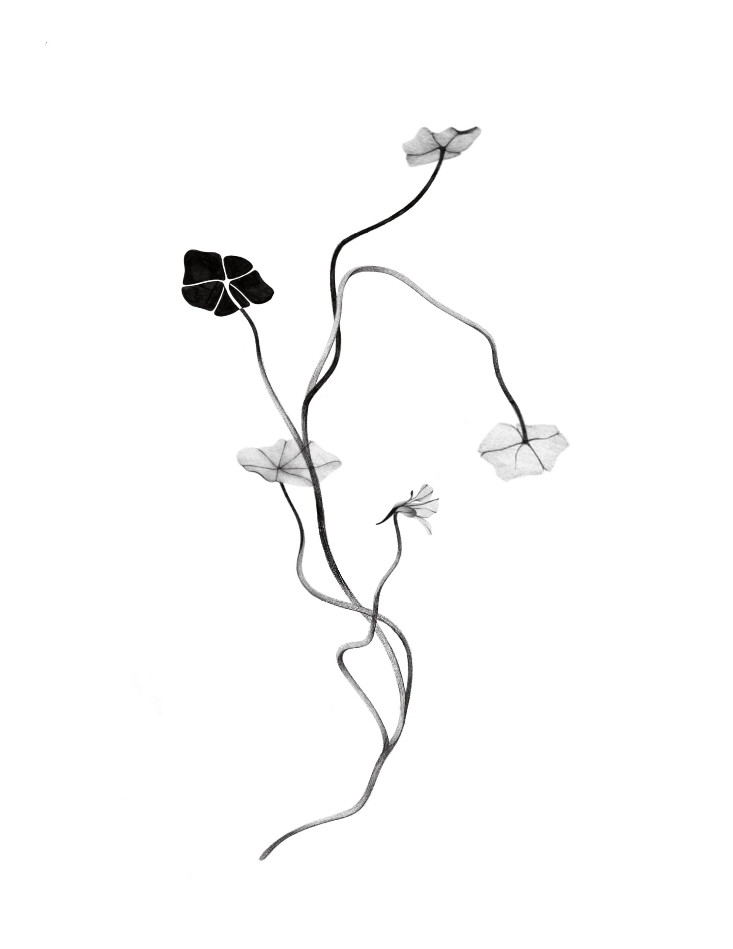 nasturtium - 3
  8 in min