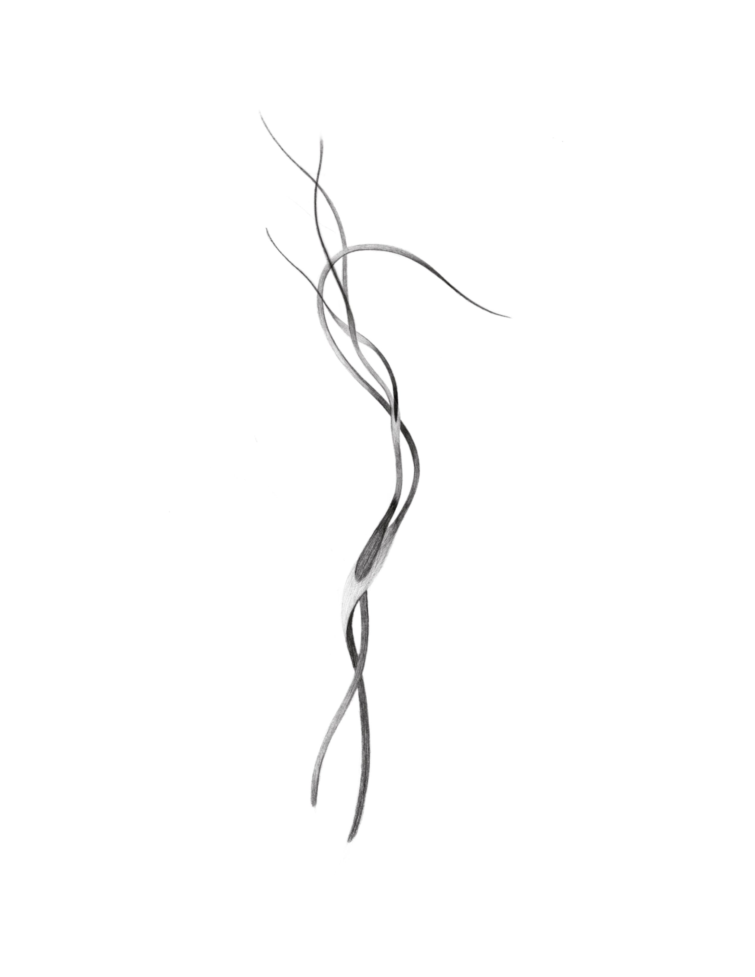 kelp
  8in min