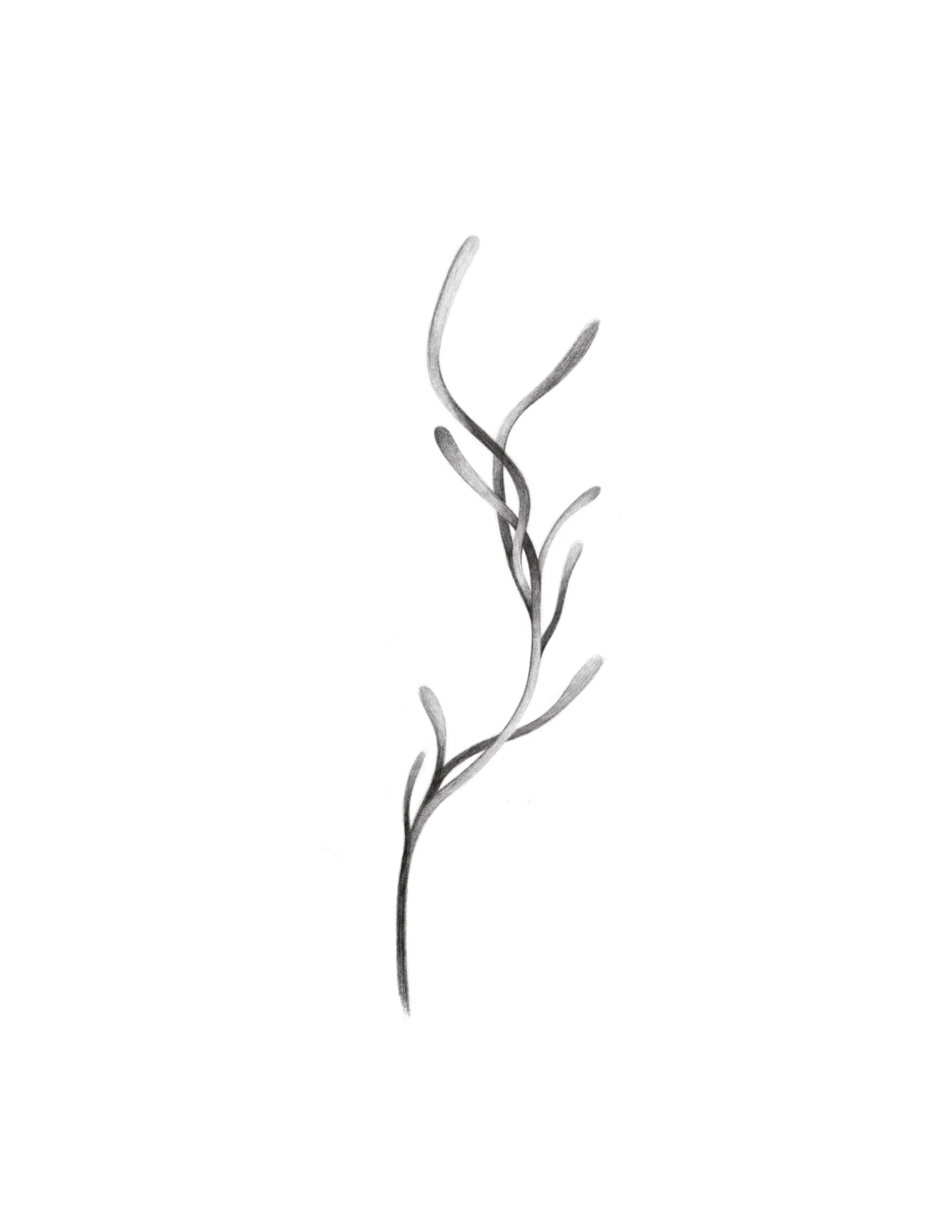 kelp
  7in min