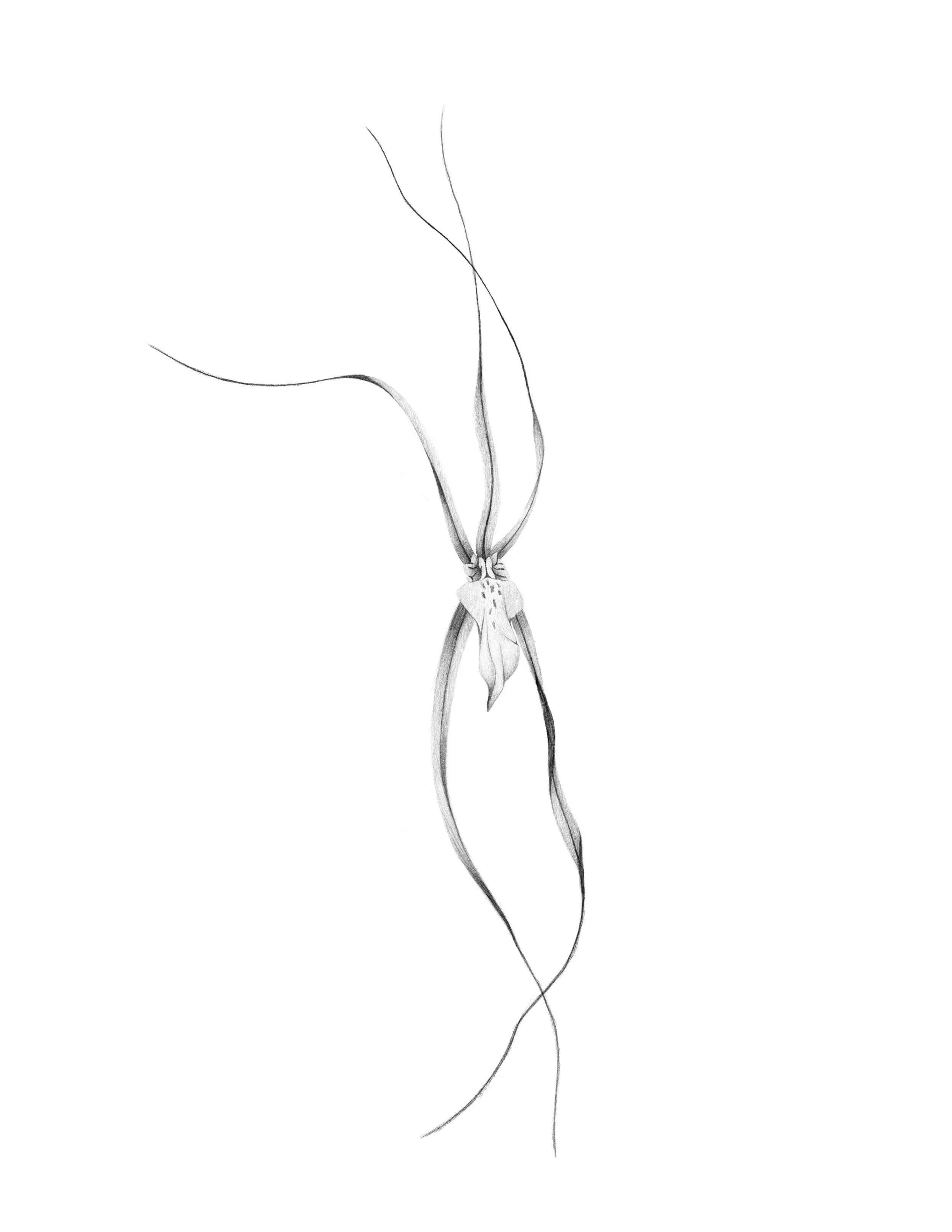 orchid 
  12 in min