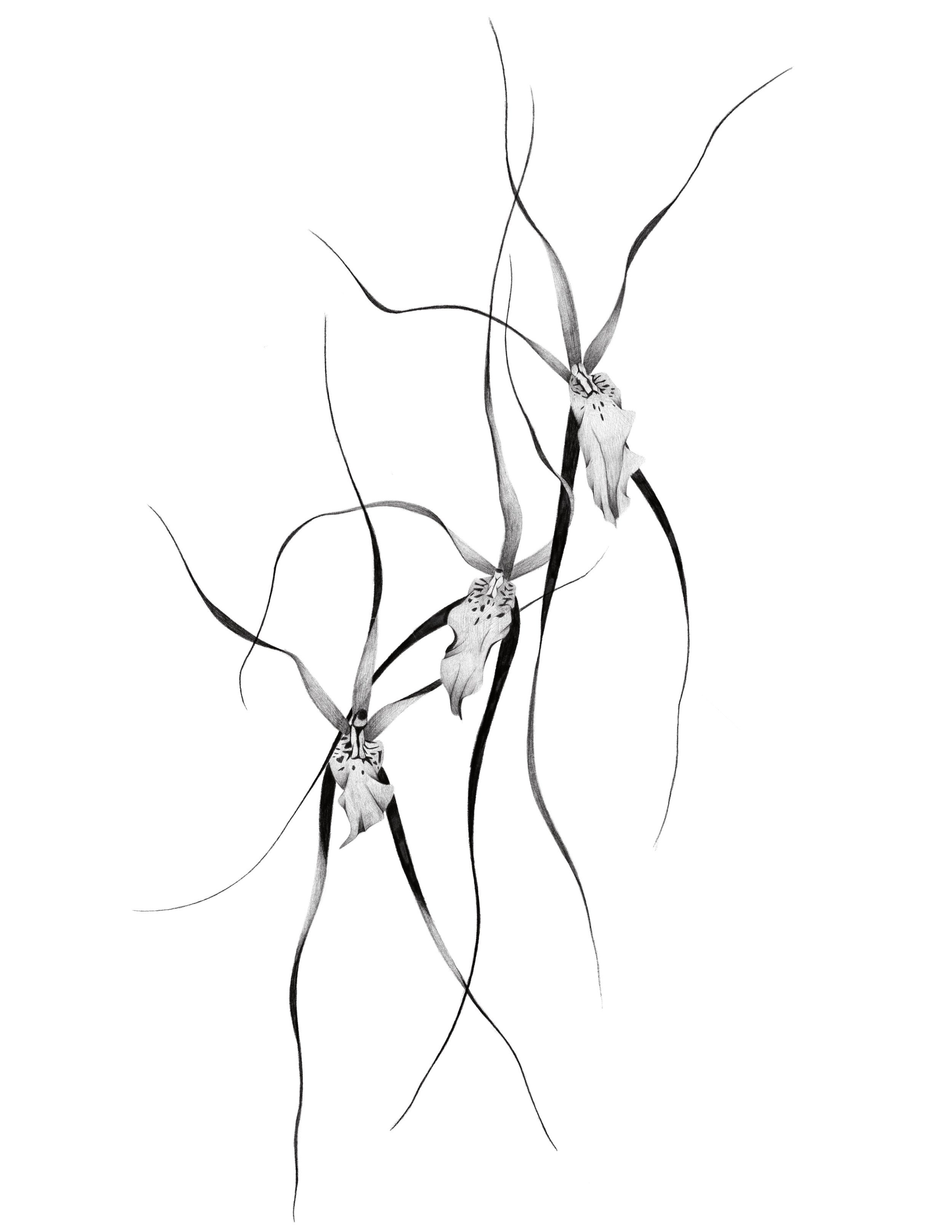 orchids
 18-25in min
  would be happy to break up orchids to accommodate parts of the body