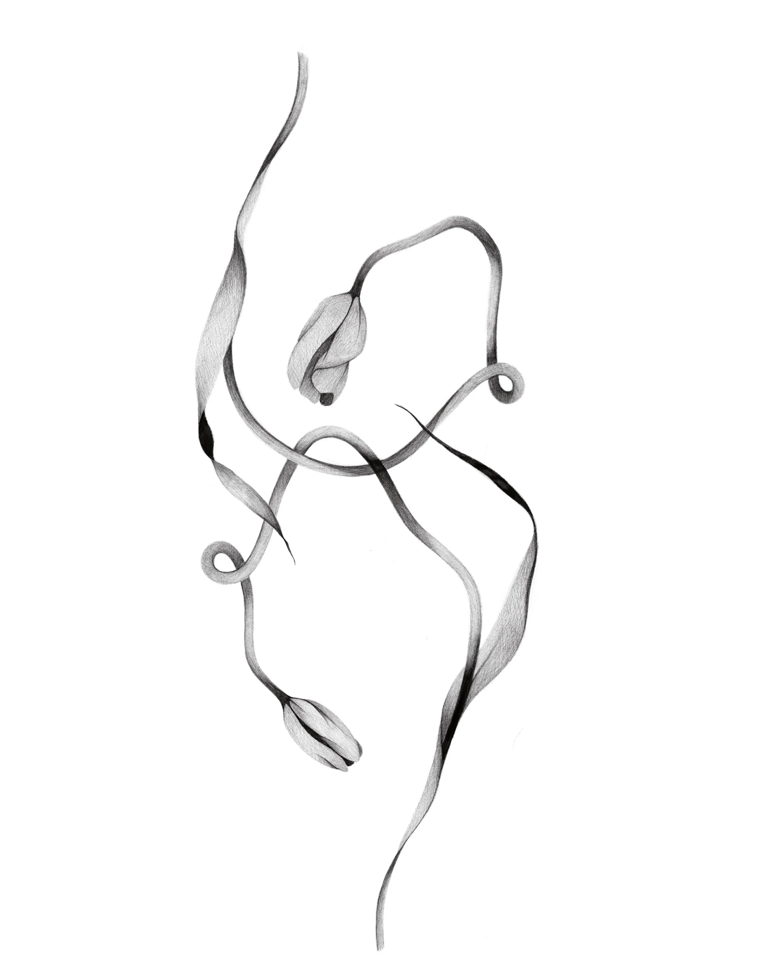 tulips - 1
  14in min